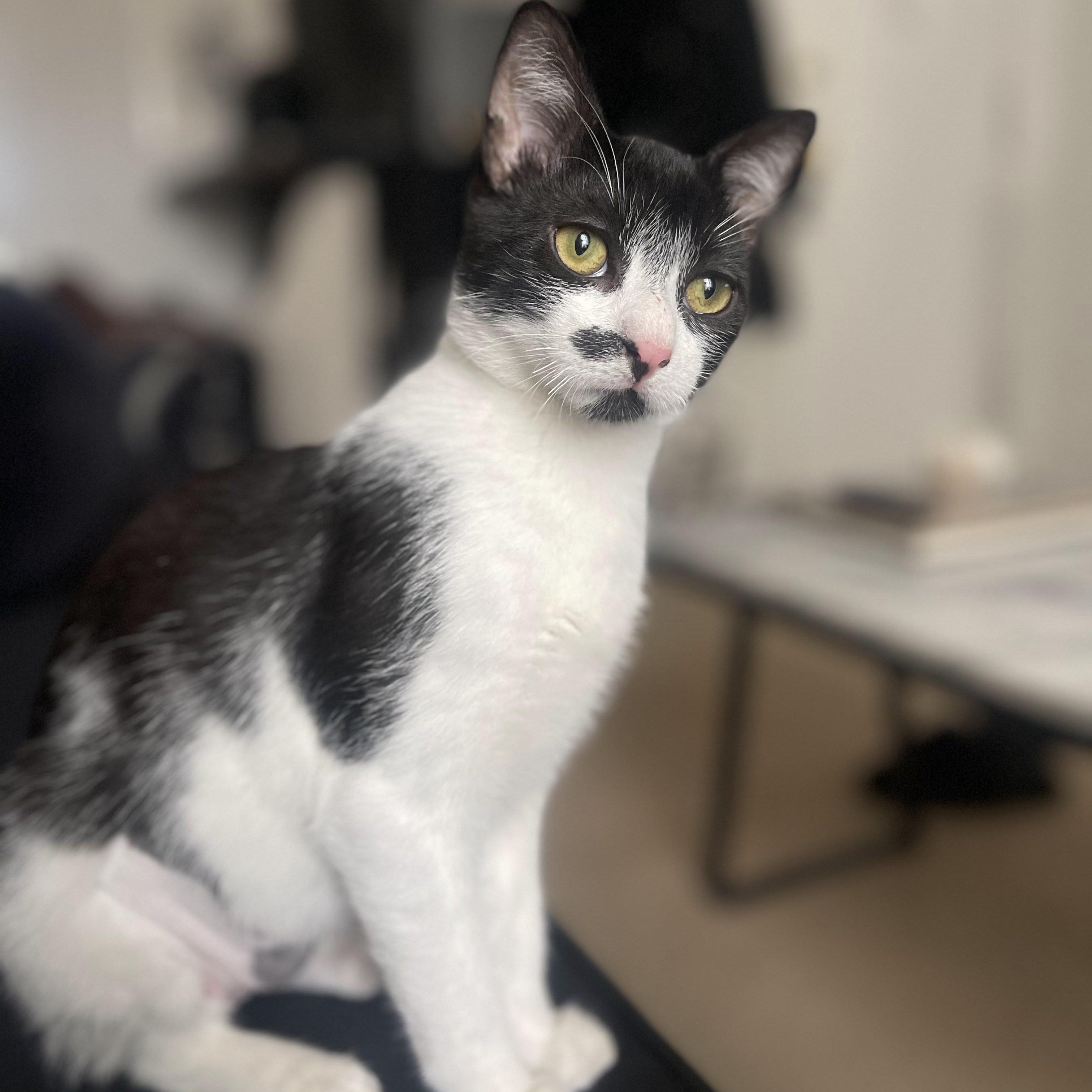 Enlarge Truffle & Porcini, a Adoptable American Shorthair in brooklyn, NY image 3/6