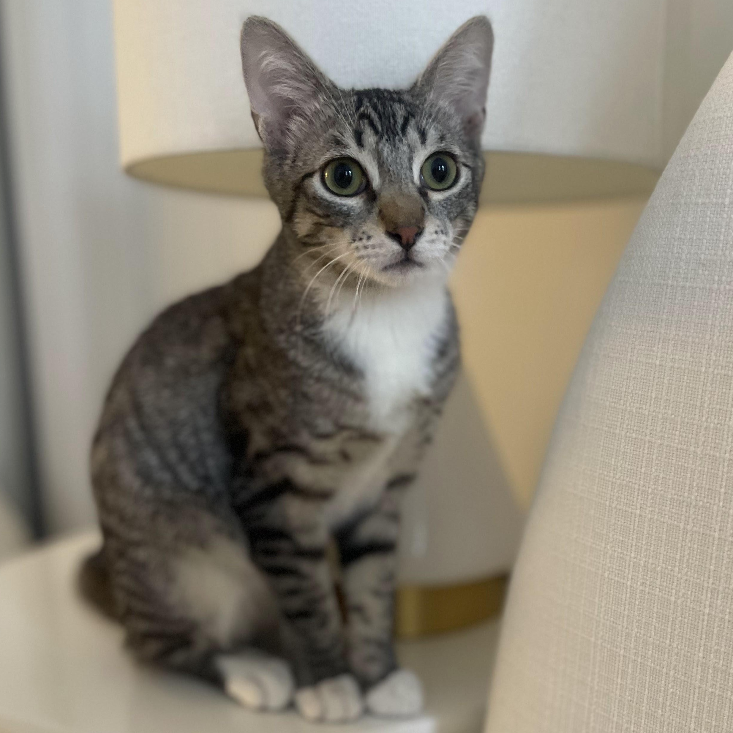 Enlarge Truffle & Porcini, a Adoptable American Shorthair in brooklyn, NY image 5/6