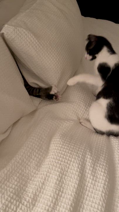 Enlarge Truffle & Porcini, a Adoptable American Shorthair in brooklyn, NY video 6/6