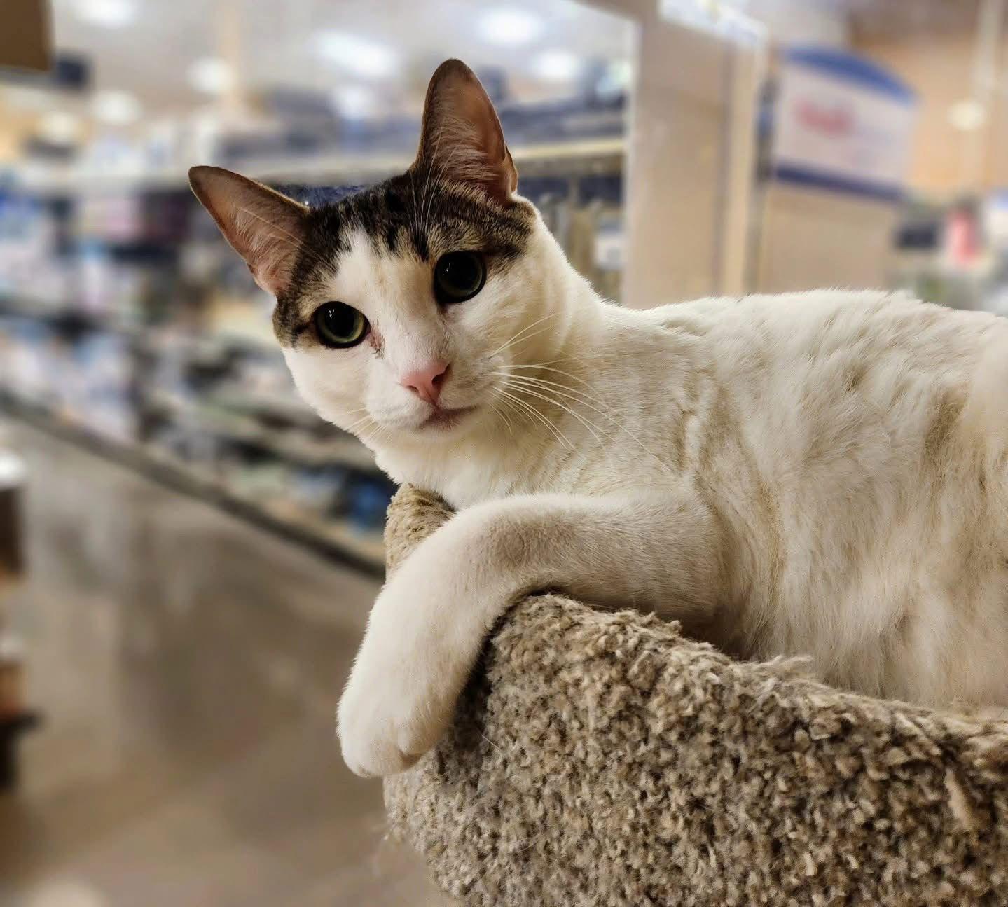 Enlarge Maverick, a Adoptable mixed breed in Garland, TX image 2/3