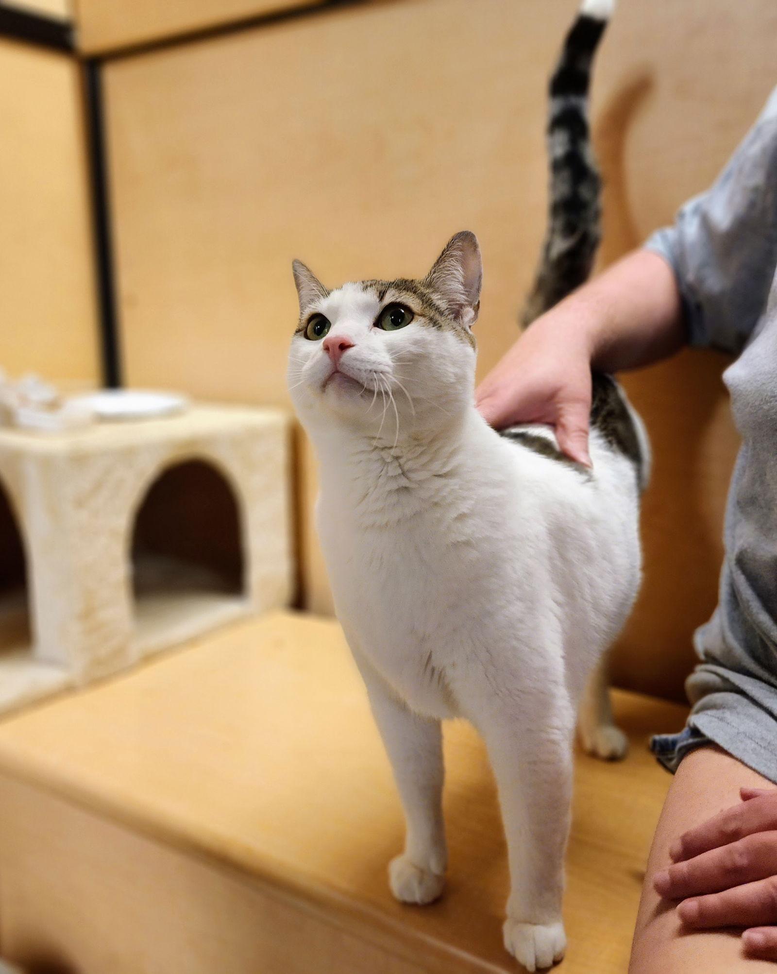 Enlarge Maverick, a Adoptable mixed breed in Garland, TX image 3/3