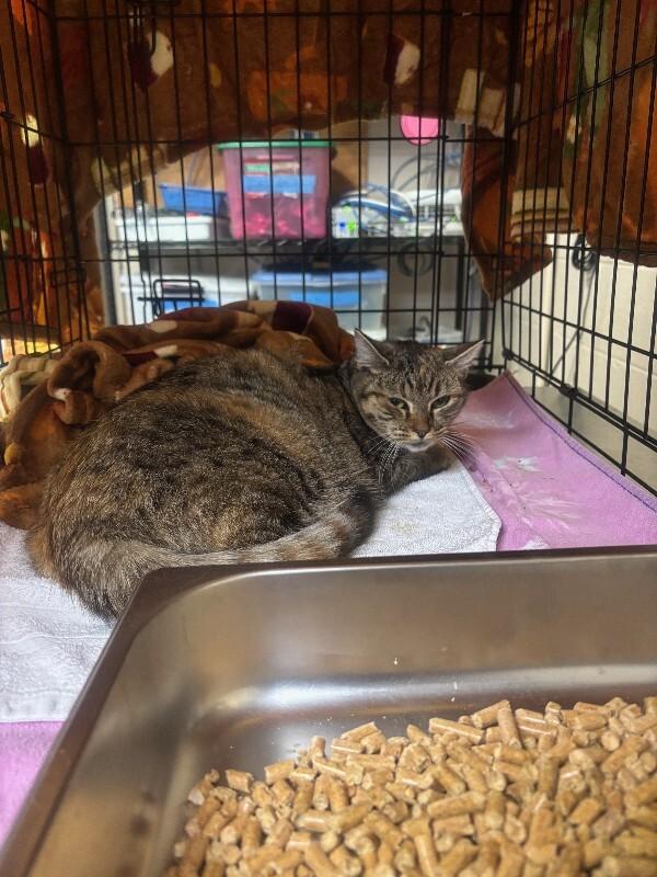 Enlarge Sabrina, a Adoptable Domestic Short Hair in Providence Forge, VA image 1/1