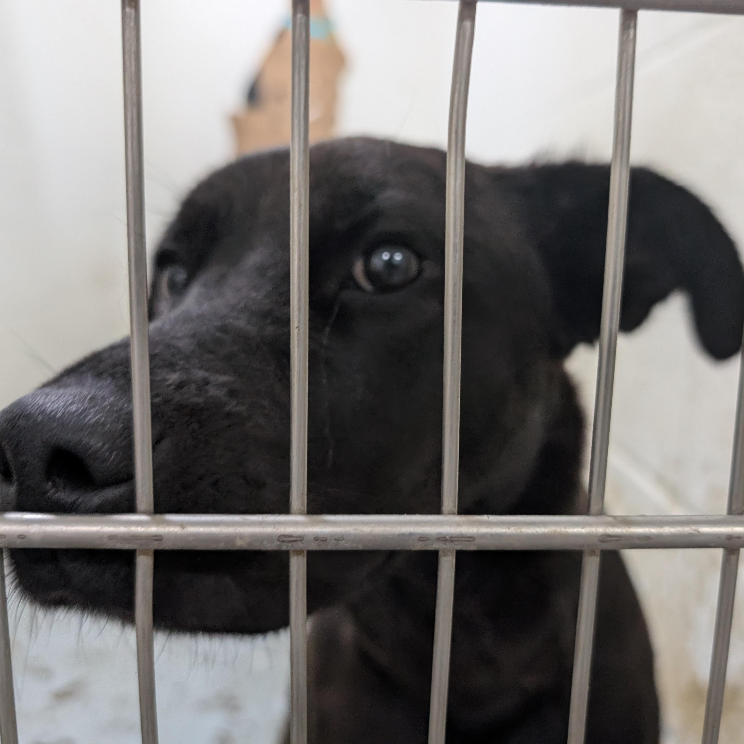191779 Luna, ADOPTABLE, Adult Female Labrador Retriever.