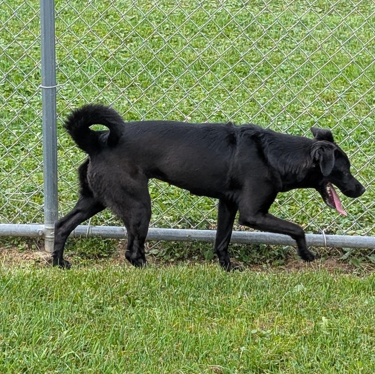 191779 Luna, a ADOPTABLE Labrador Retriever in Ravenna, OH image 2/6
