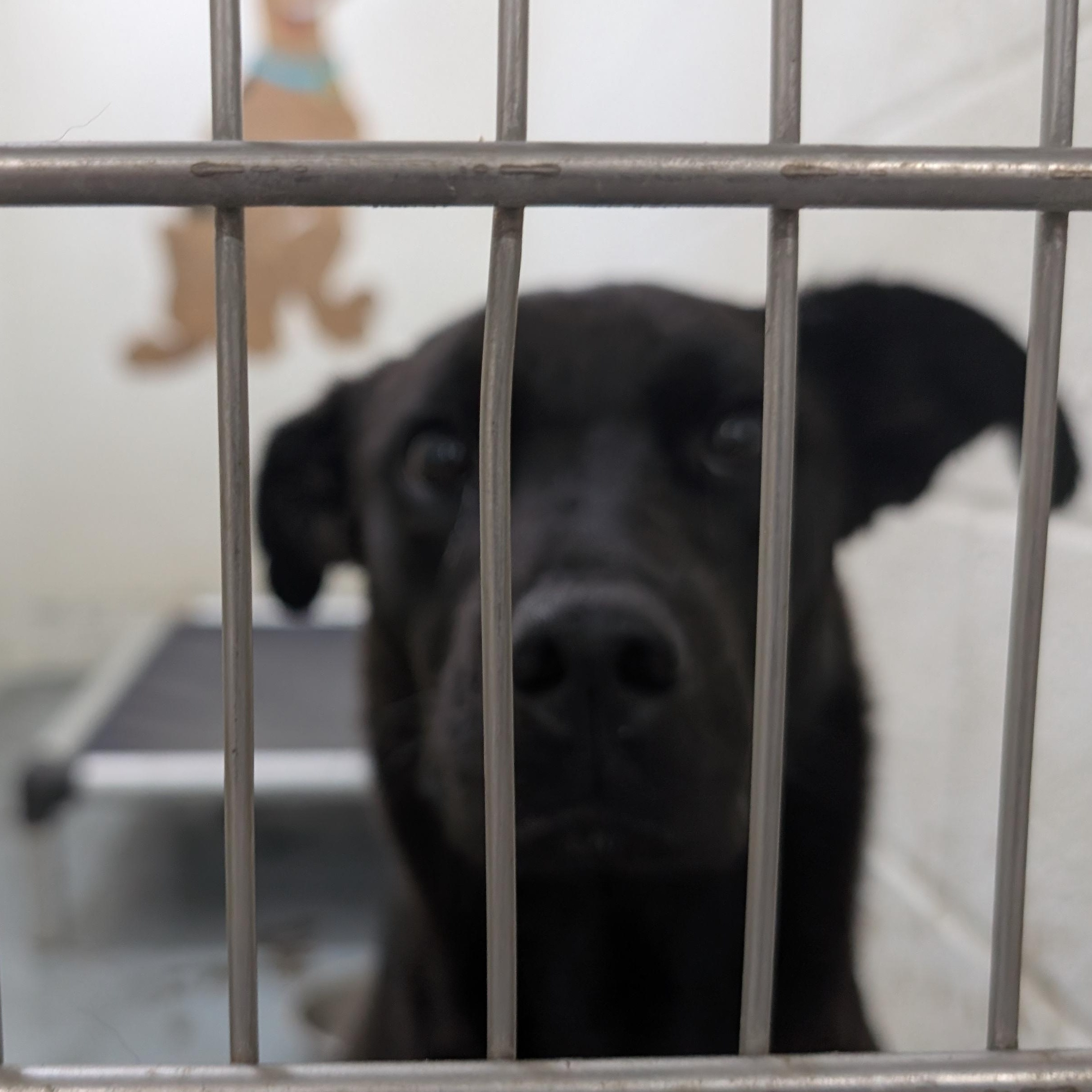 Enlarge 191779 Luna, a ADOPTABLE Labrador Retriever in Ravenna, OH image 2/2