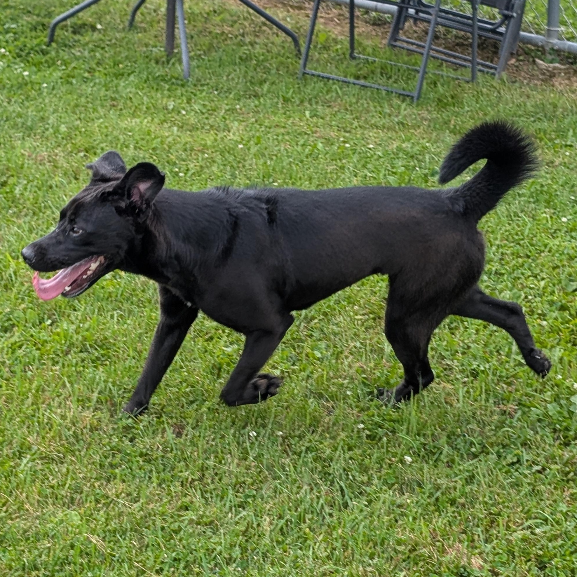 191779 Luna, ADOPTABLE, Adult Female Labrador Retriever.