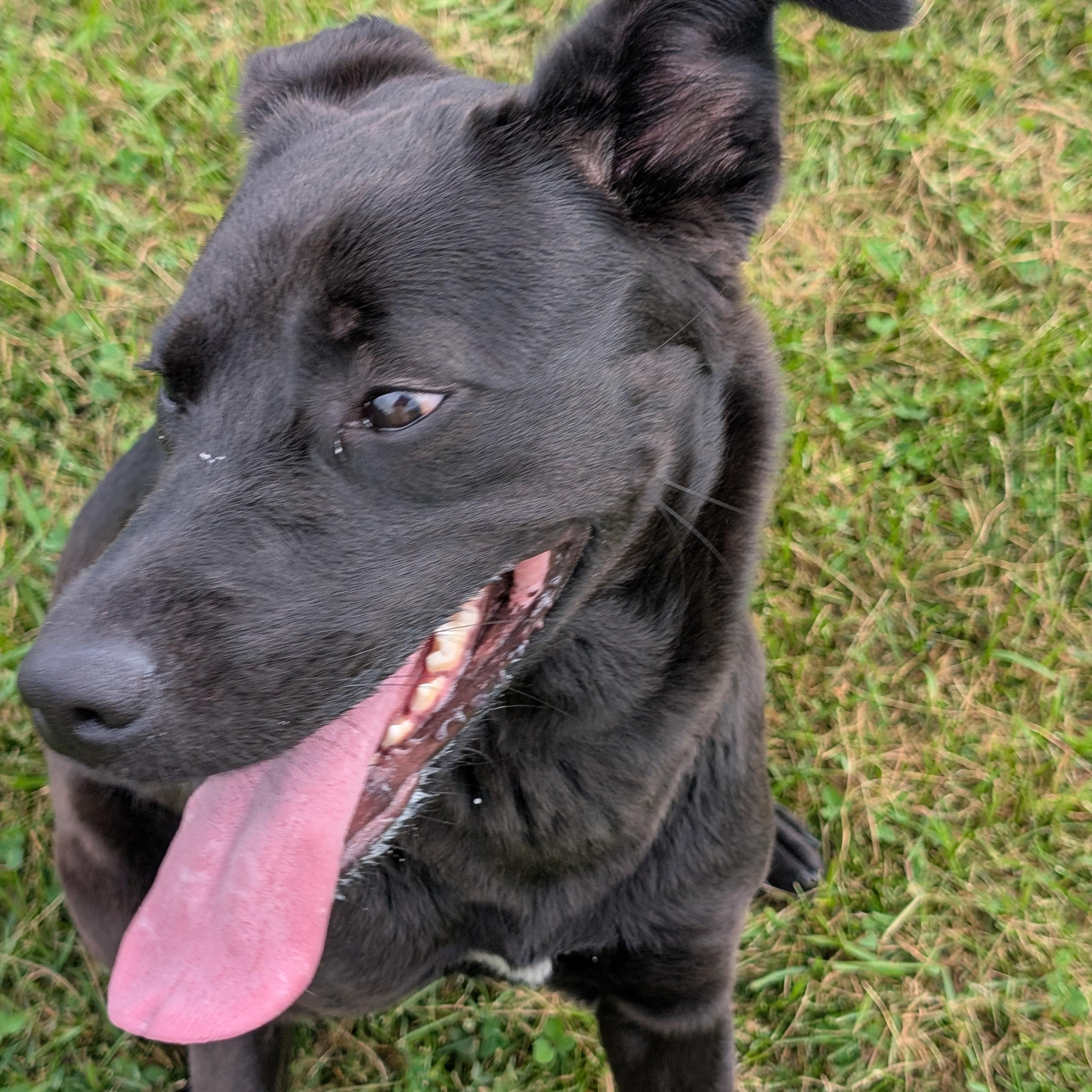 191779 Luna, a ADOPTABLE Labrador Retriever in Ravenna, OH image 3/6