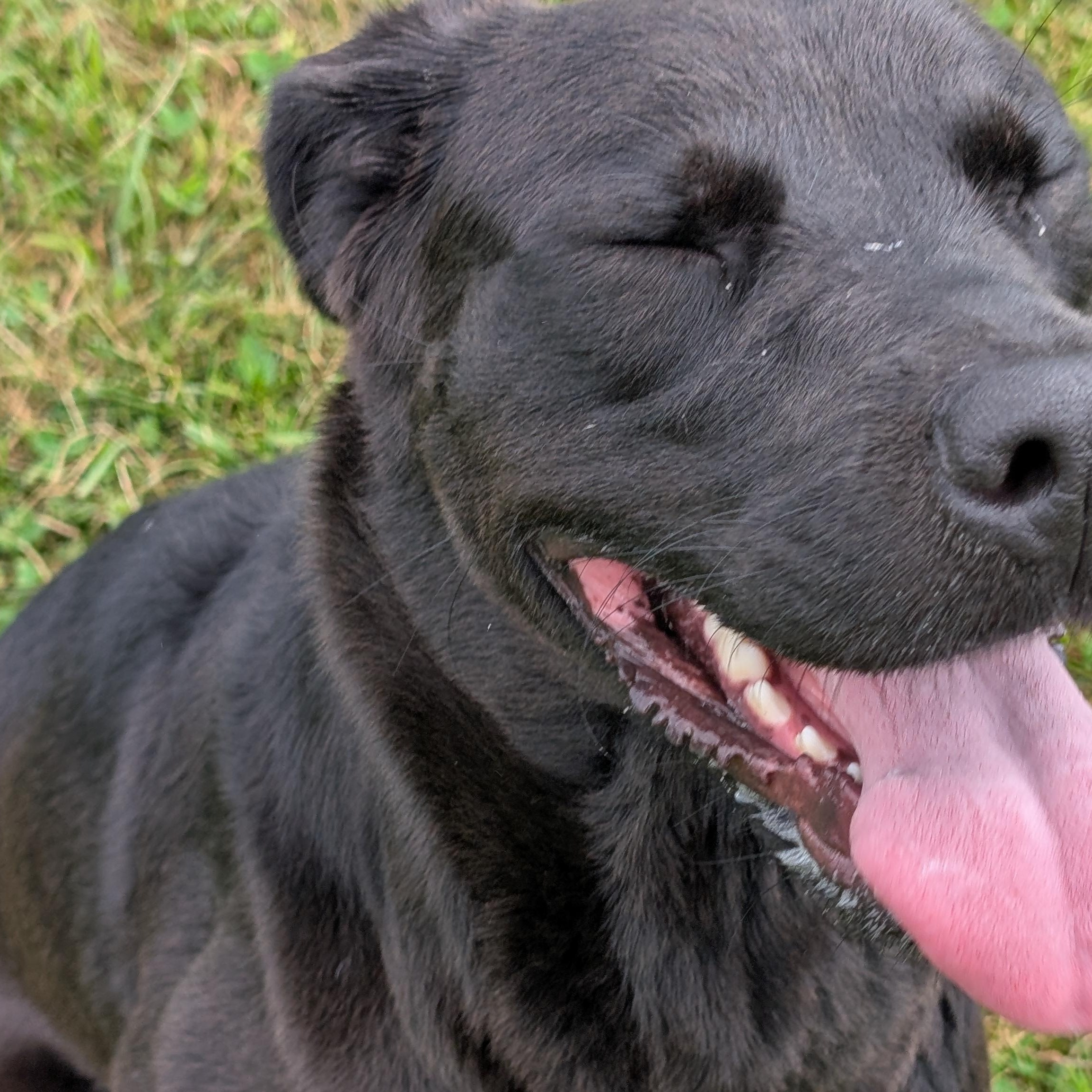 191779 Luna, a ADOPTABLE Labrador Retriever in Ravenna, OH image 4/6