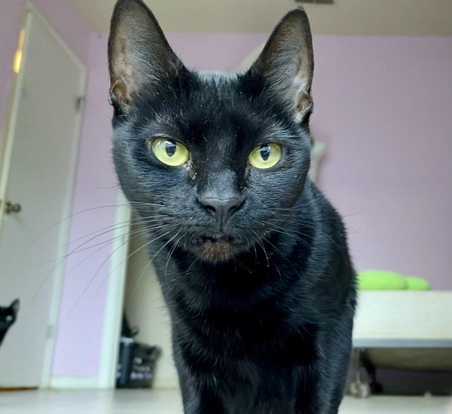 Lunet (Watch video) sweet girl, ADOPTABLE, Adult Female Domestic Short Hair.