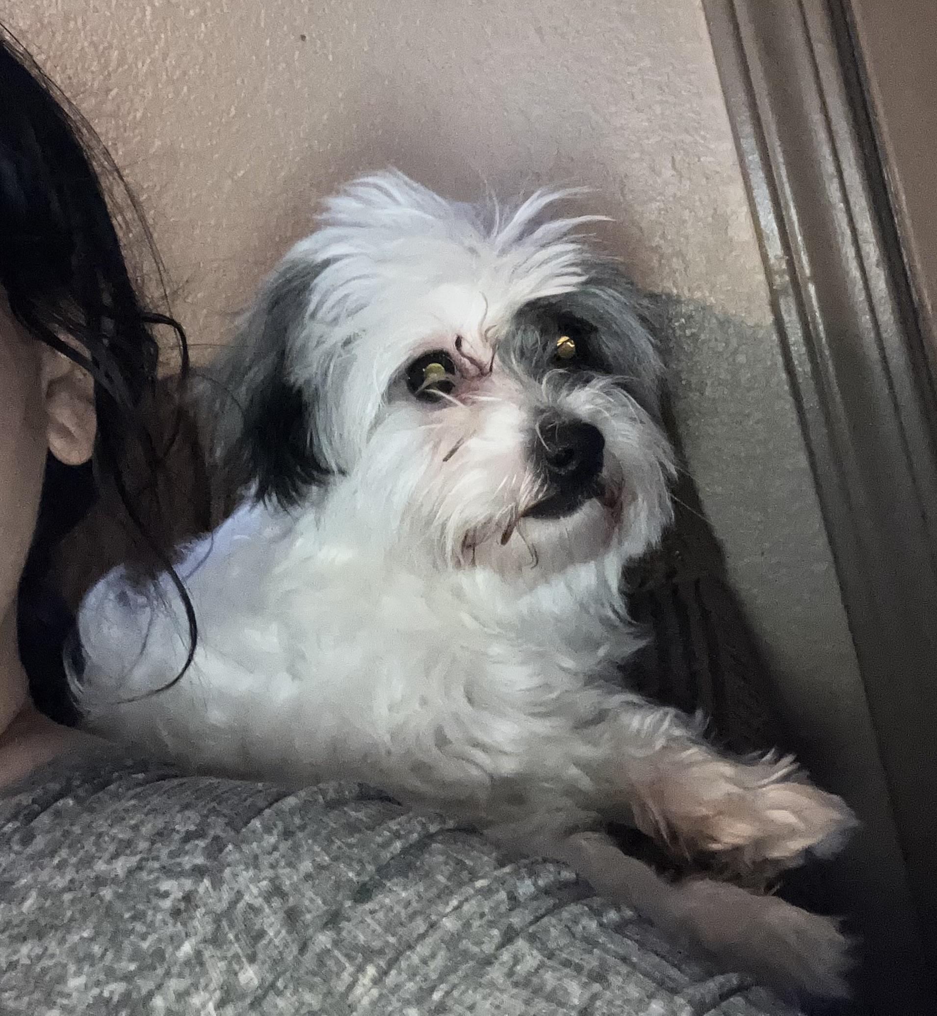 Enlarge Pepper Anne, an adopted mixed breed in Henderson, NV image 2/4