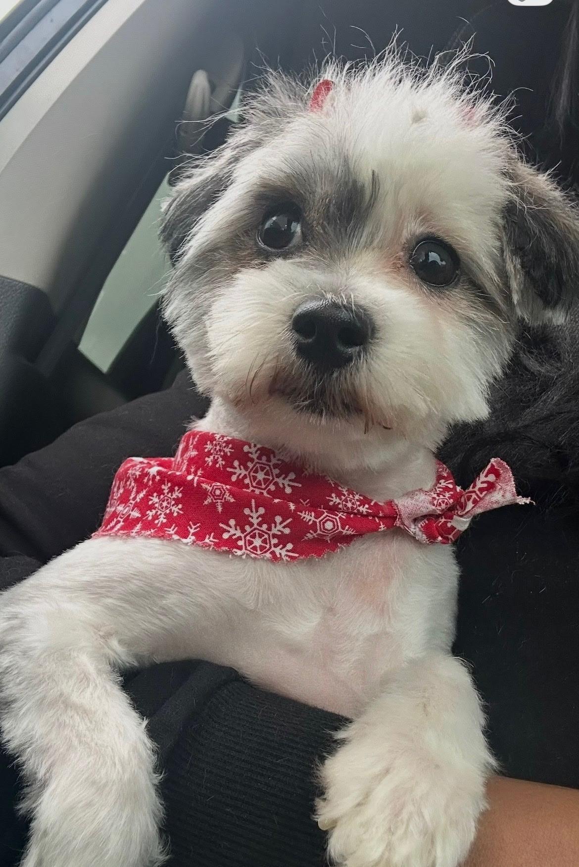 Enlarge Pepper Anne, an adopted mixed breed in Henderson, NV image 3/4