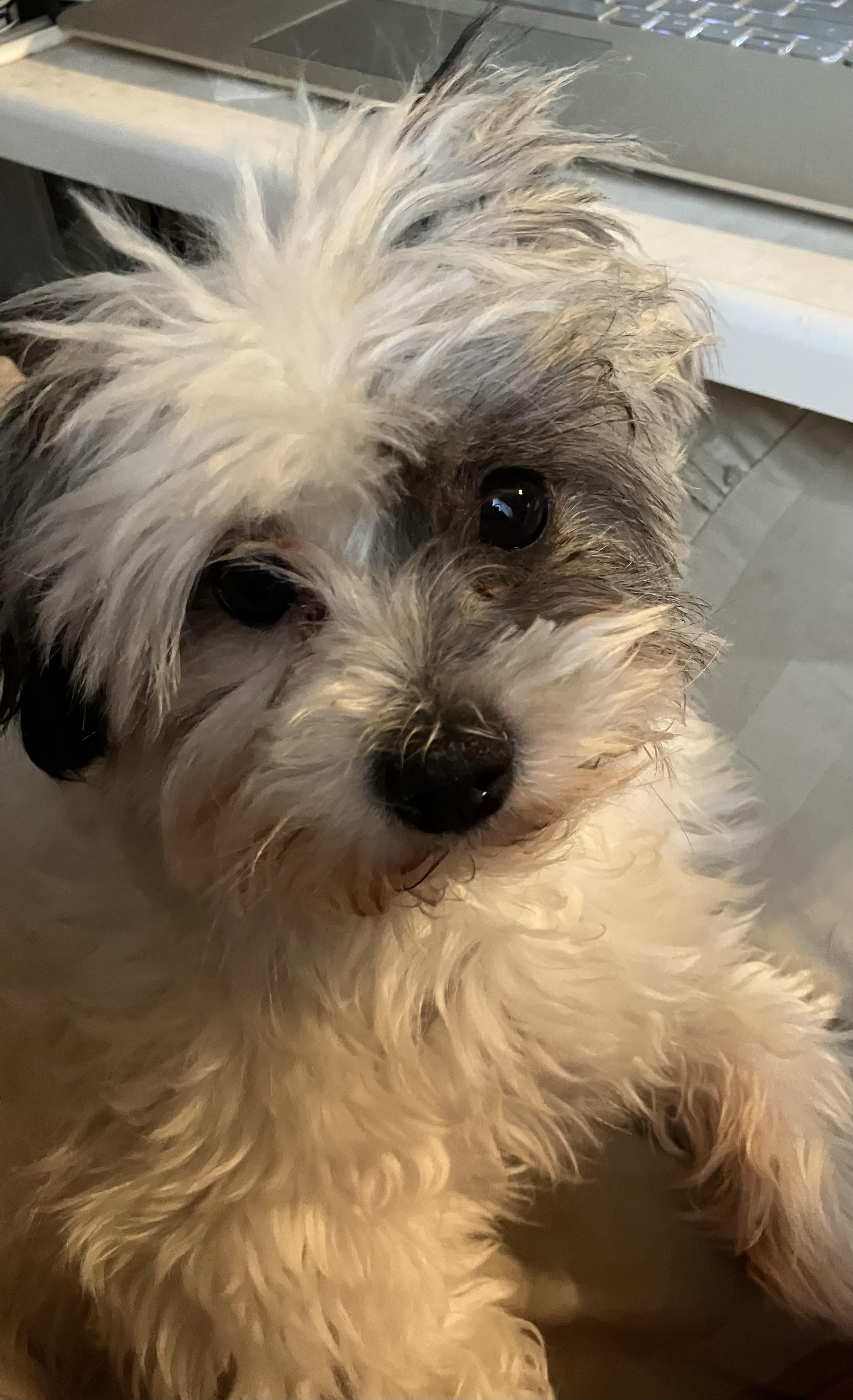 Enlarge Pepper Anne, an adopted mixed breed in Henderson, NV image 1/4