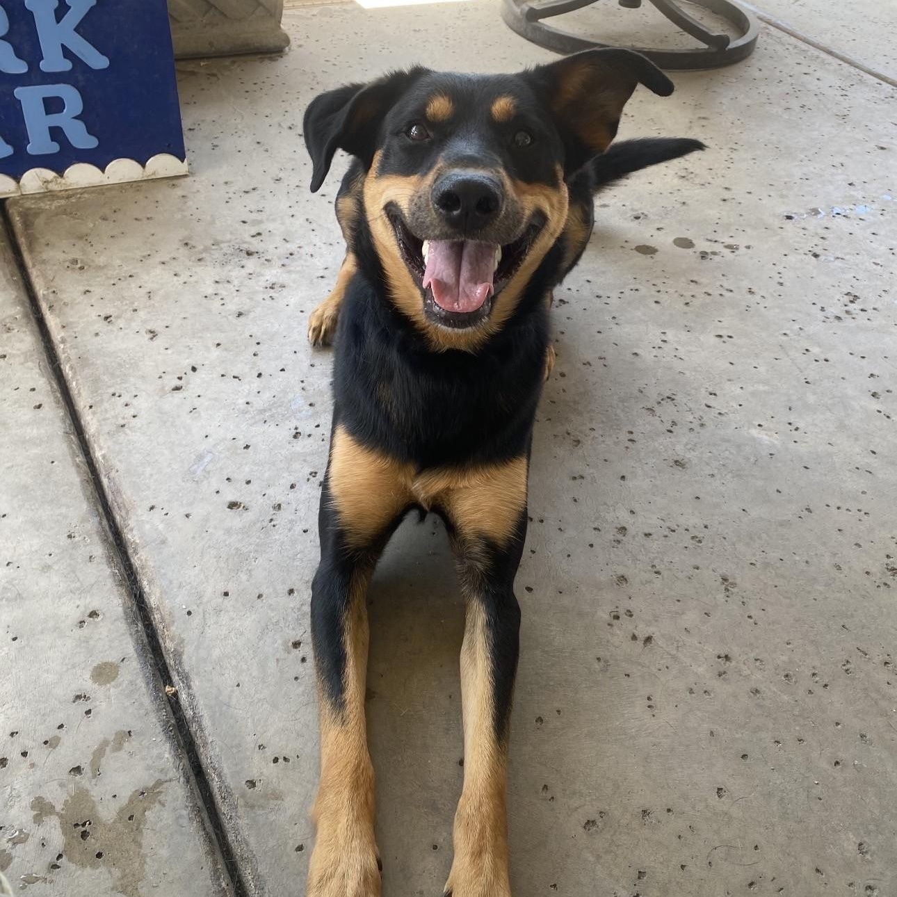 Enlarge Cricket, a ADOPTABLE mixed breed in Gilbert, AZ image 2/6