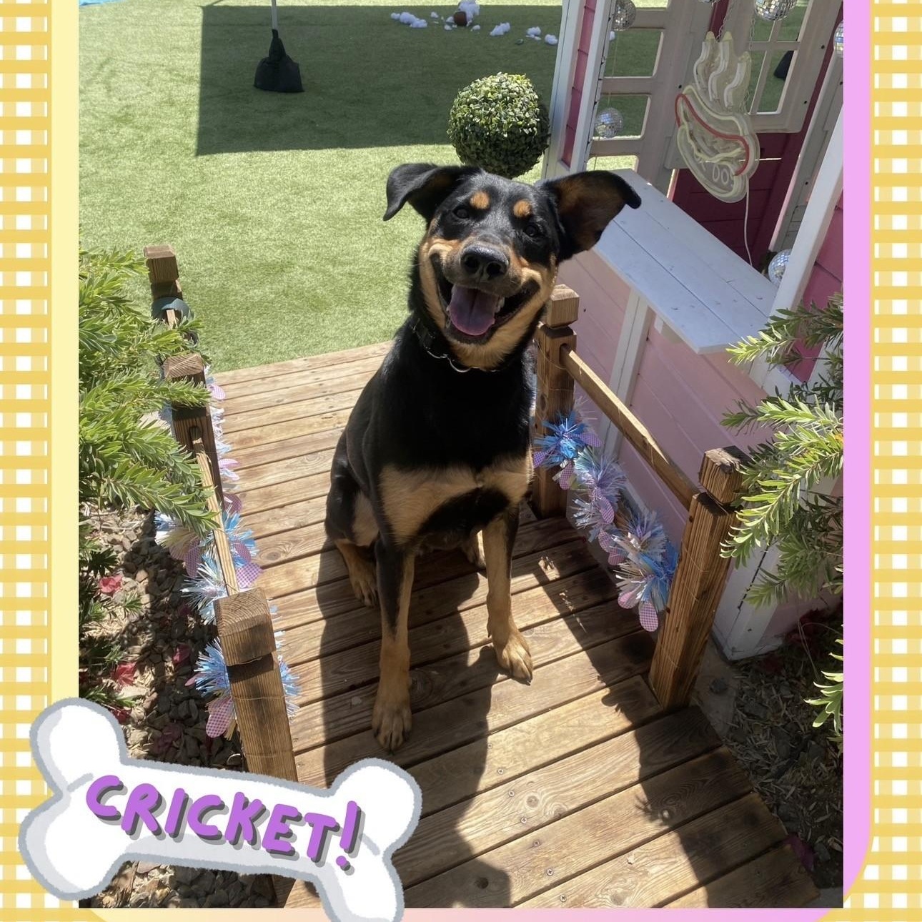 Cricket, ADOPTABLE, Adult Male Rottweiler & Australian Cattle Dog / Blue Heeler.