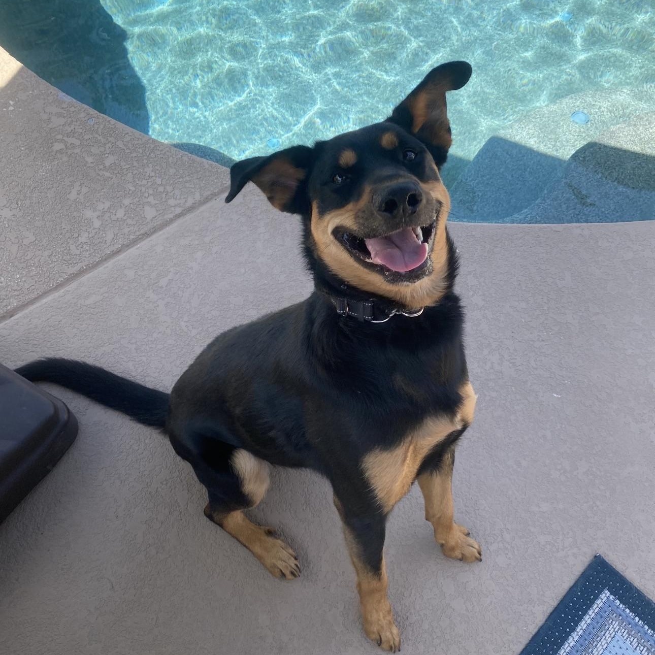 Enlarge Cricket, a ADOPTABLE mixed breed in Gilbert, AZ image 4/6