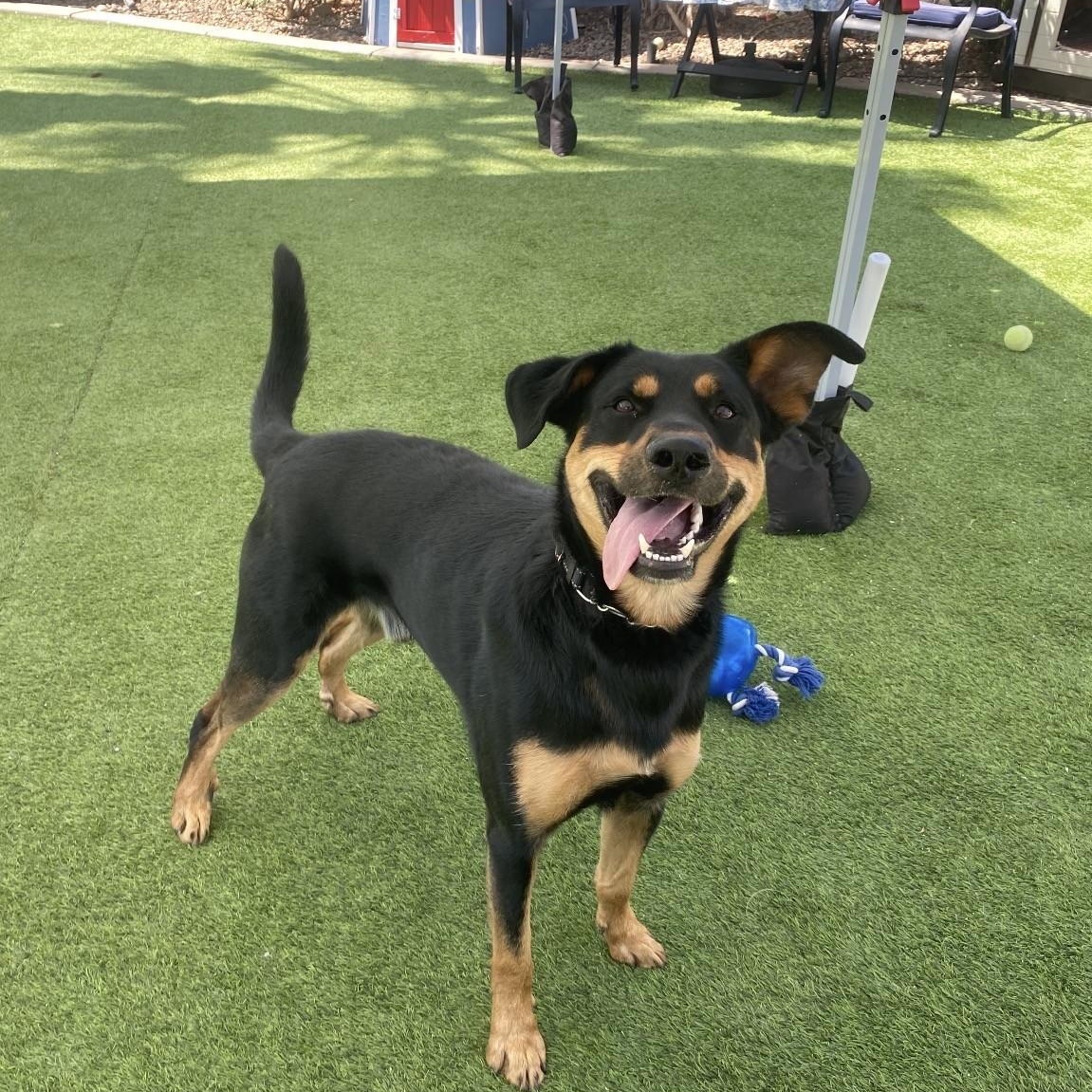 Enlarge Cricket, a ADOPTABLE mixed breed in Gilbert, AZ image 5/6