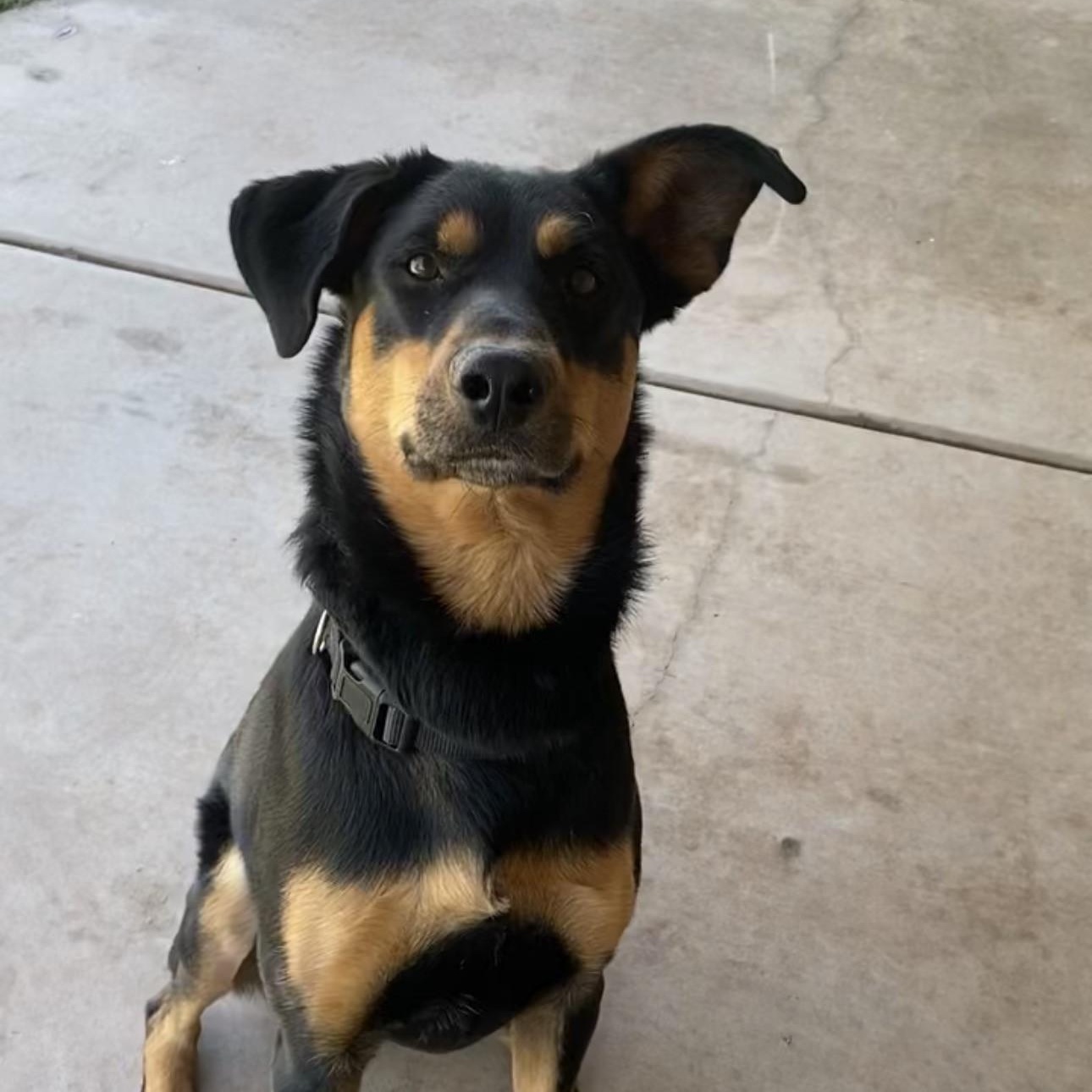 Enlarge Cricket, a ADOPTABLE mixed breed in Gilbert, AZ image 3/6