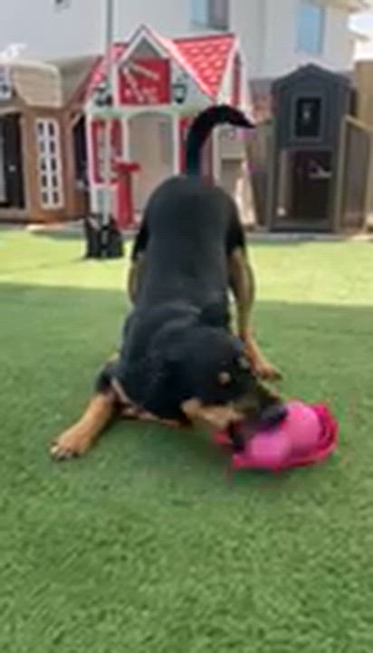 Enlarge Cricket, a ADOPTABLE mixed breed in Gilbert, AZ video 6/6