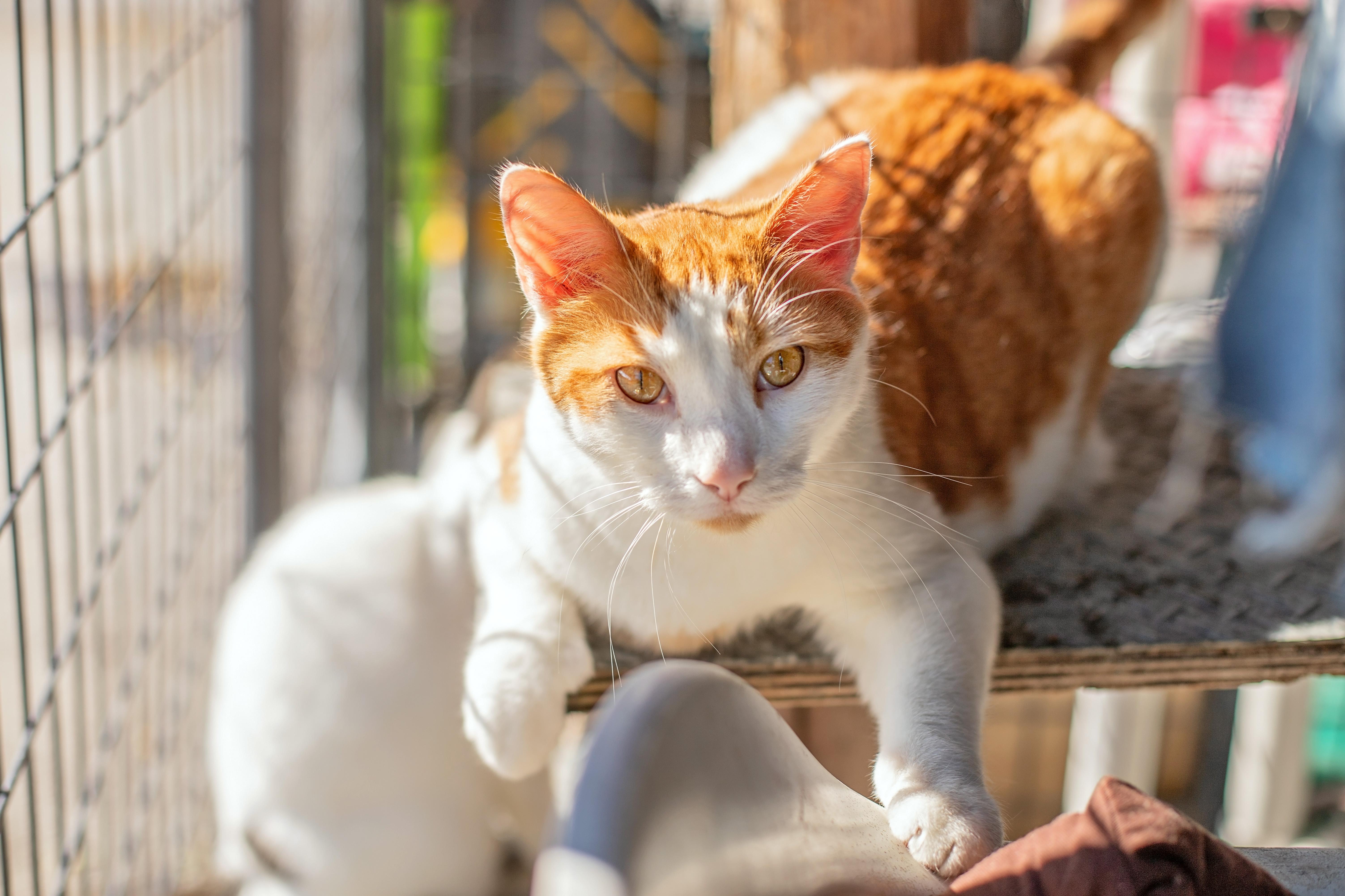 Enlarge Ozzy & Toto, a Adoptable Domestic Short Hair in Landenberg, PA image 4/6