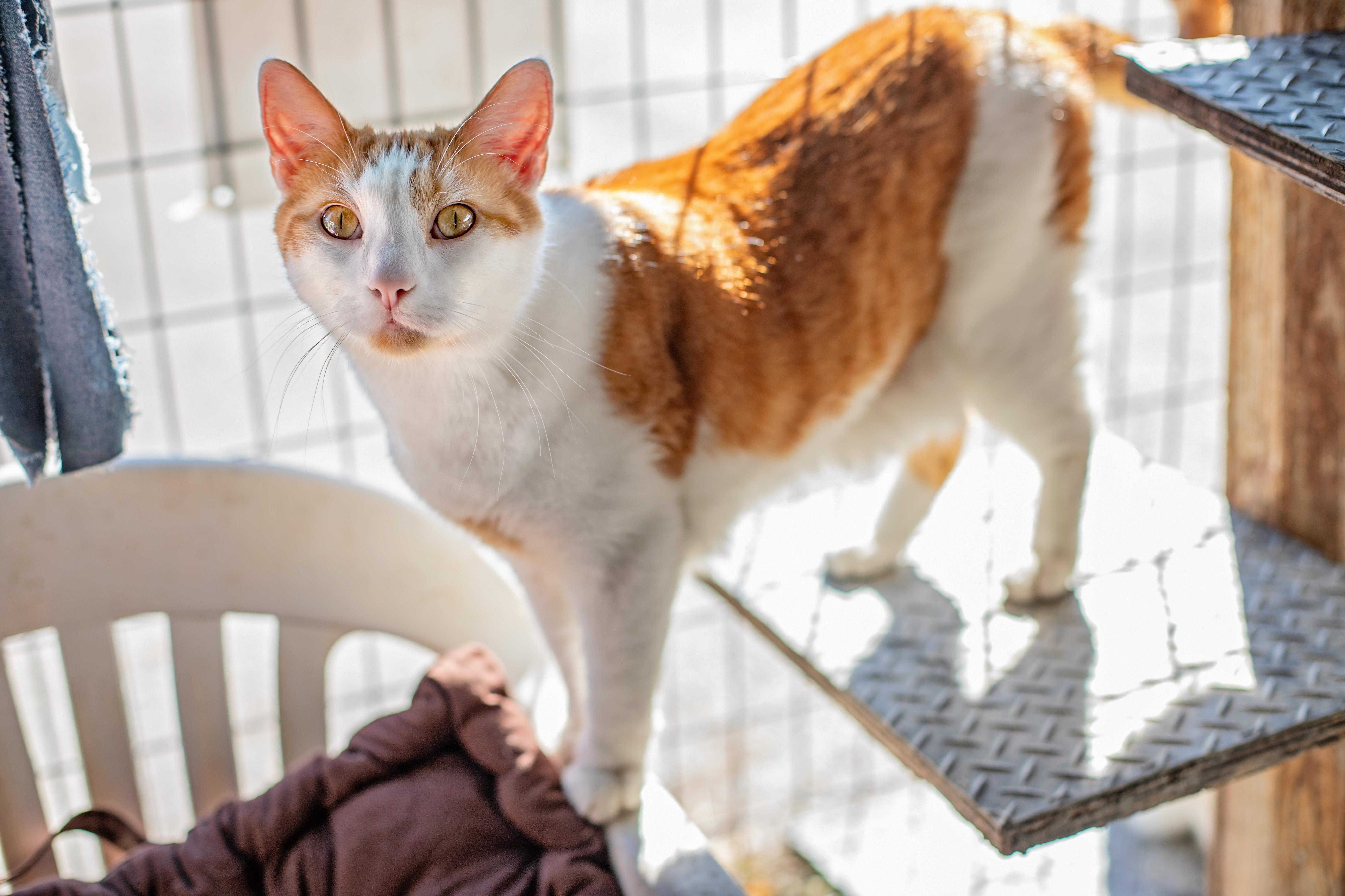 Ozzy & Toto, Adoptable, Adult Male Domestic Short Hair.