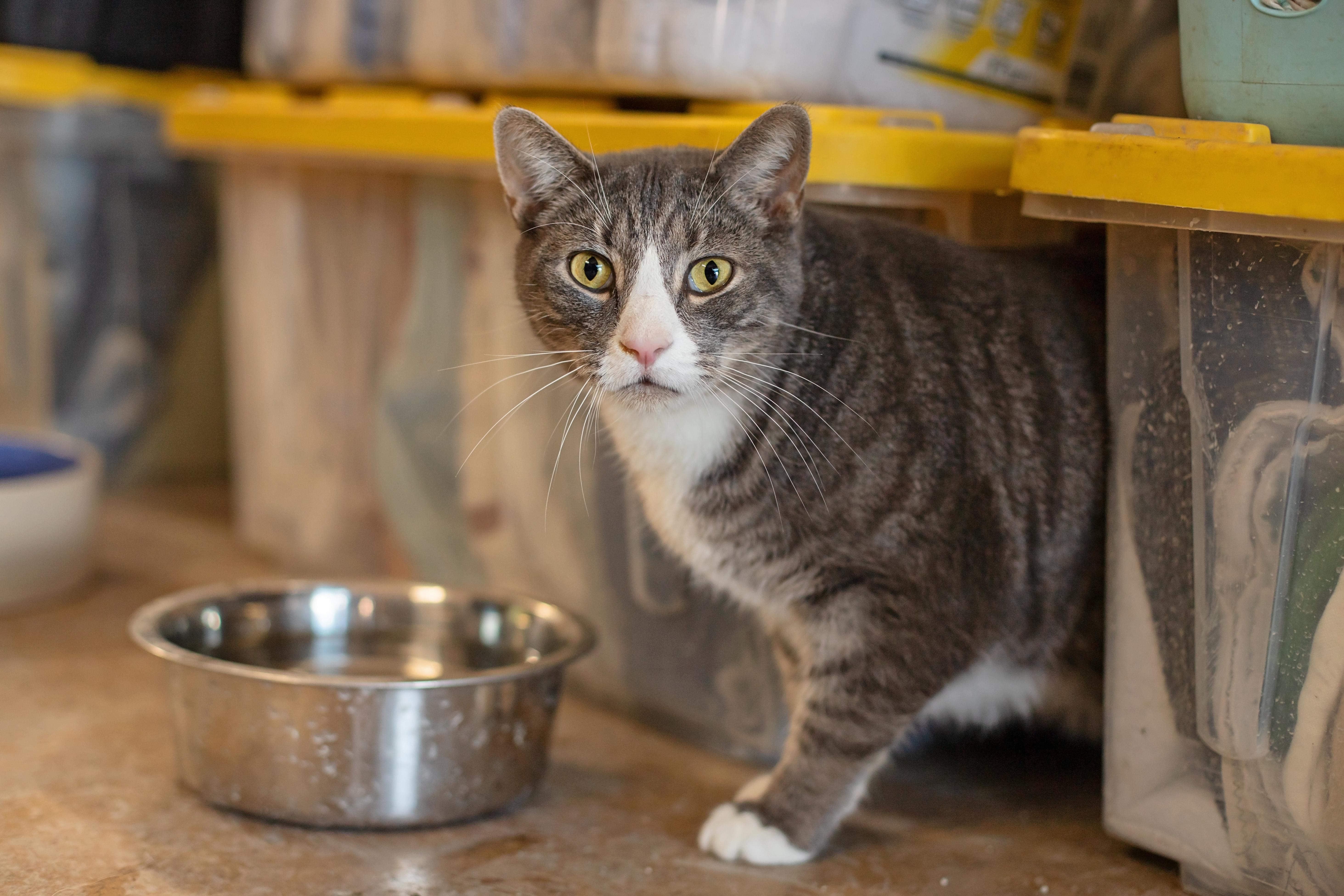 Enlarge Ozzy & Toto, a Adoptable Domestic Short Hair in Landenberg, PA image 2/6