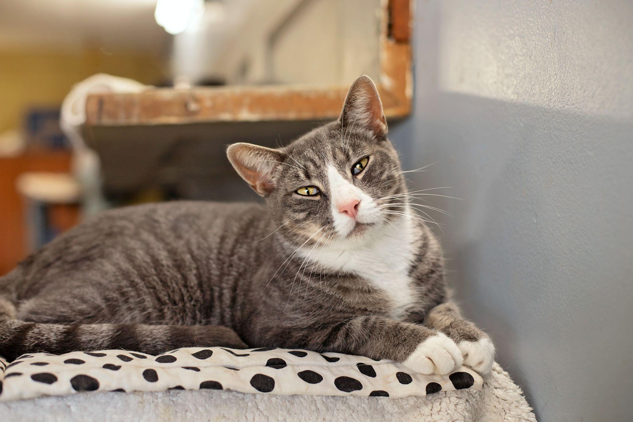 Enlarge Ozzy & Toto, a Adoptable Domestic Short Hair in Landenberg, PA image 1/6