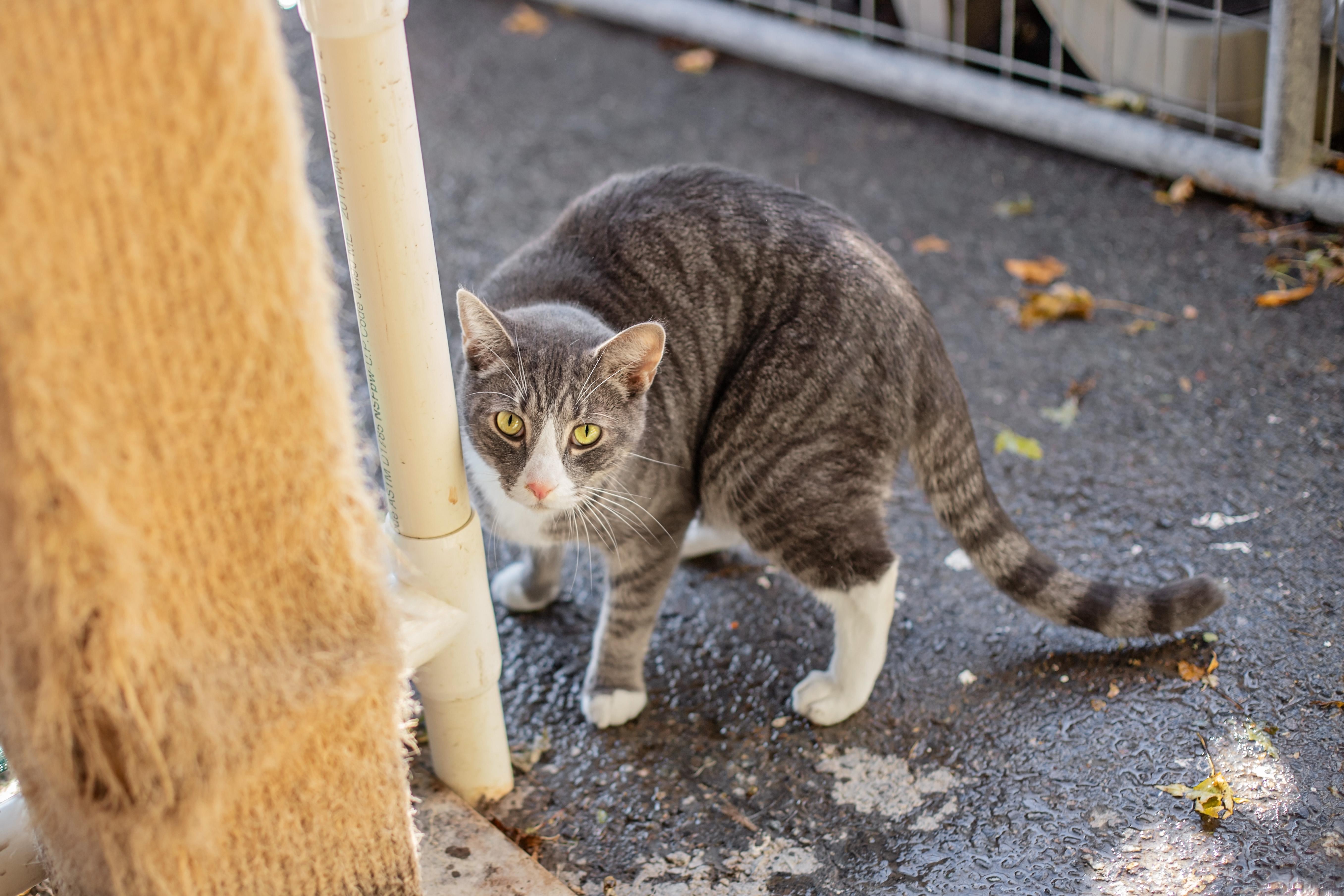 Enlarge Ozzy & Toto, a Adoptable Domestic Short Hair in Landenberg, PA image 3/6