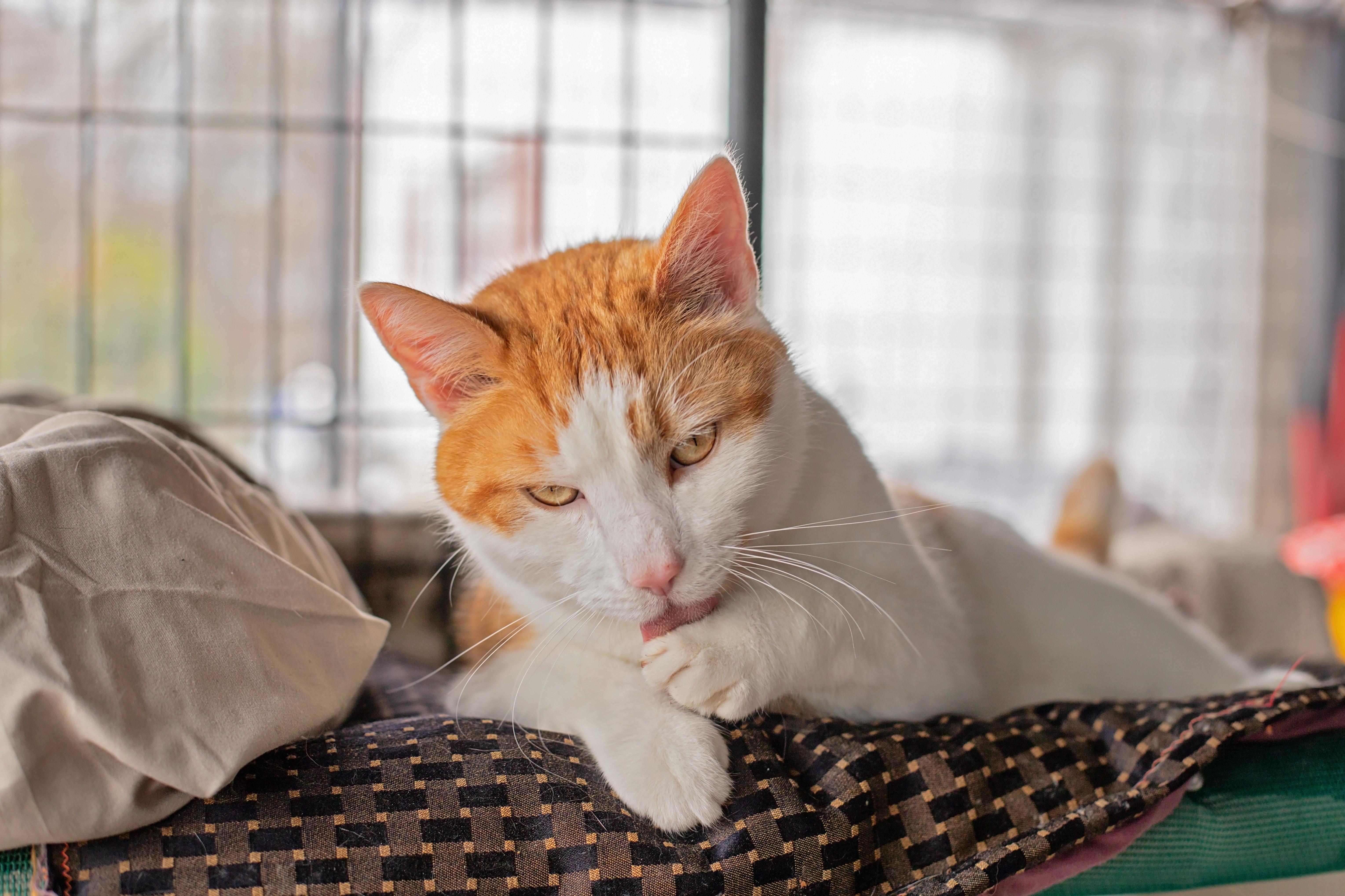 Ozzy & Toto, Adoptable, Adult Male Domestic Short Hair.