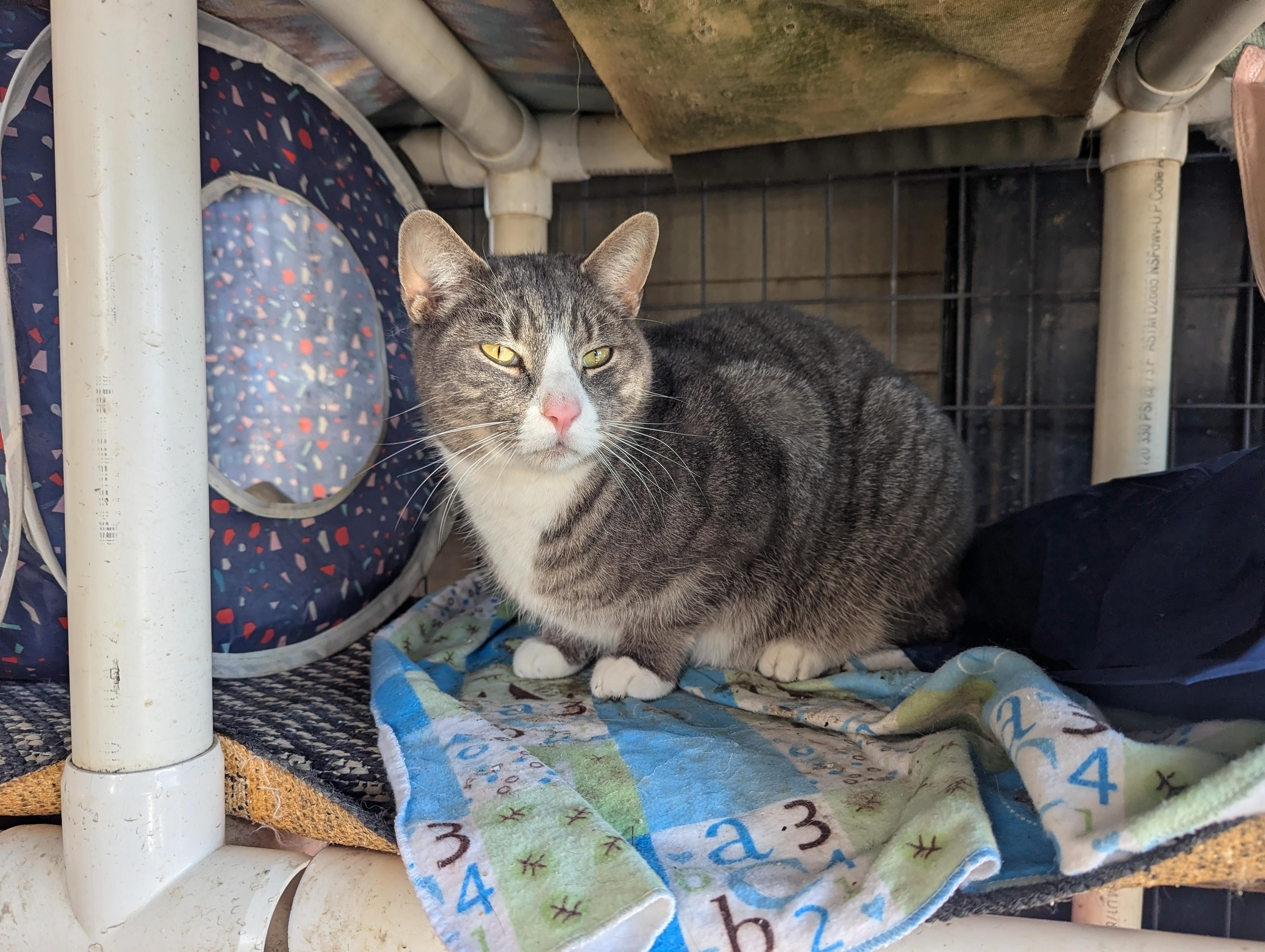 Ozzy & Toto, Adoptable, Adult Male Domestic Short Hair.