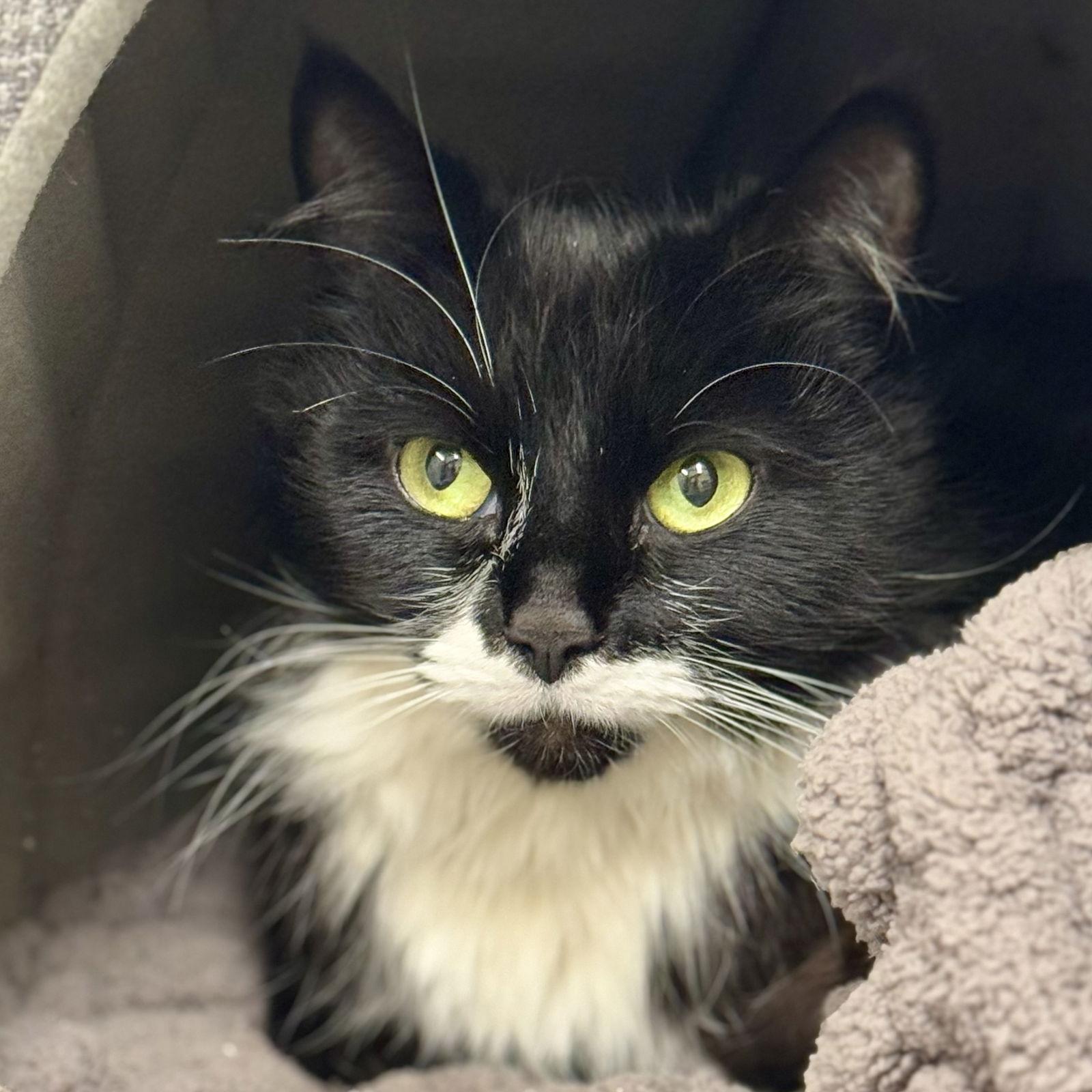 Luna, a Adoptable mixed breed in Winchendon, MA image 1/3