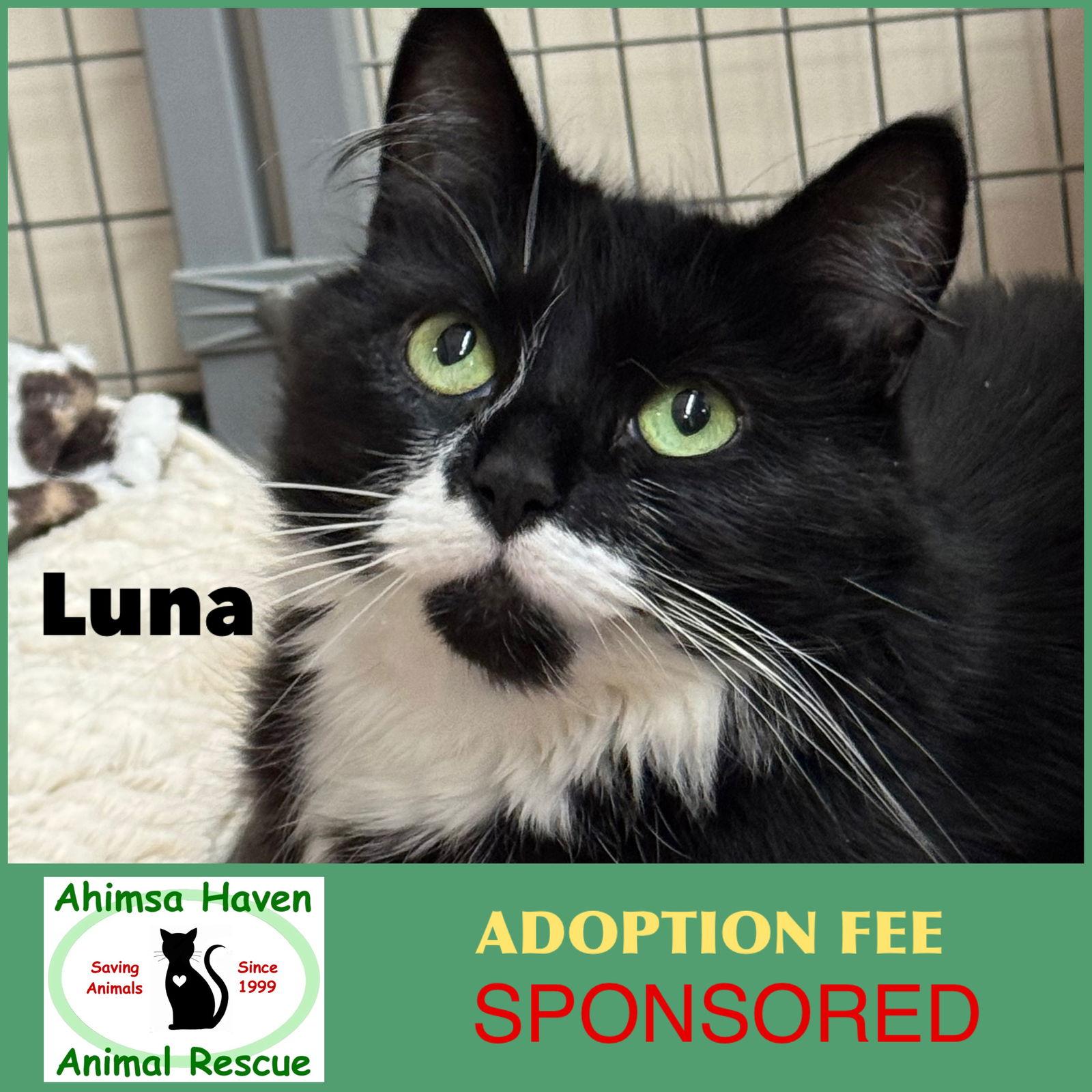 Luna, a Adoptable mixed breed in Winchendon, MA image 2/3