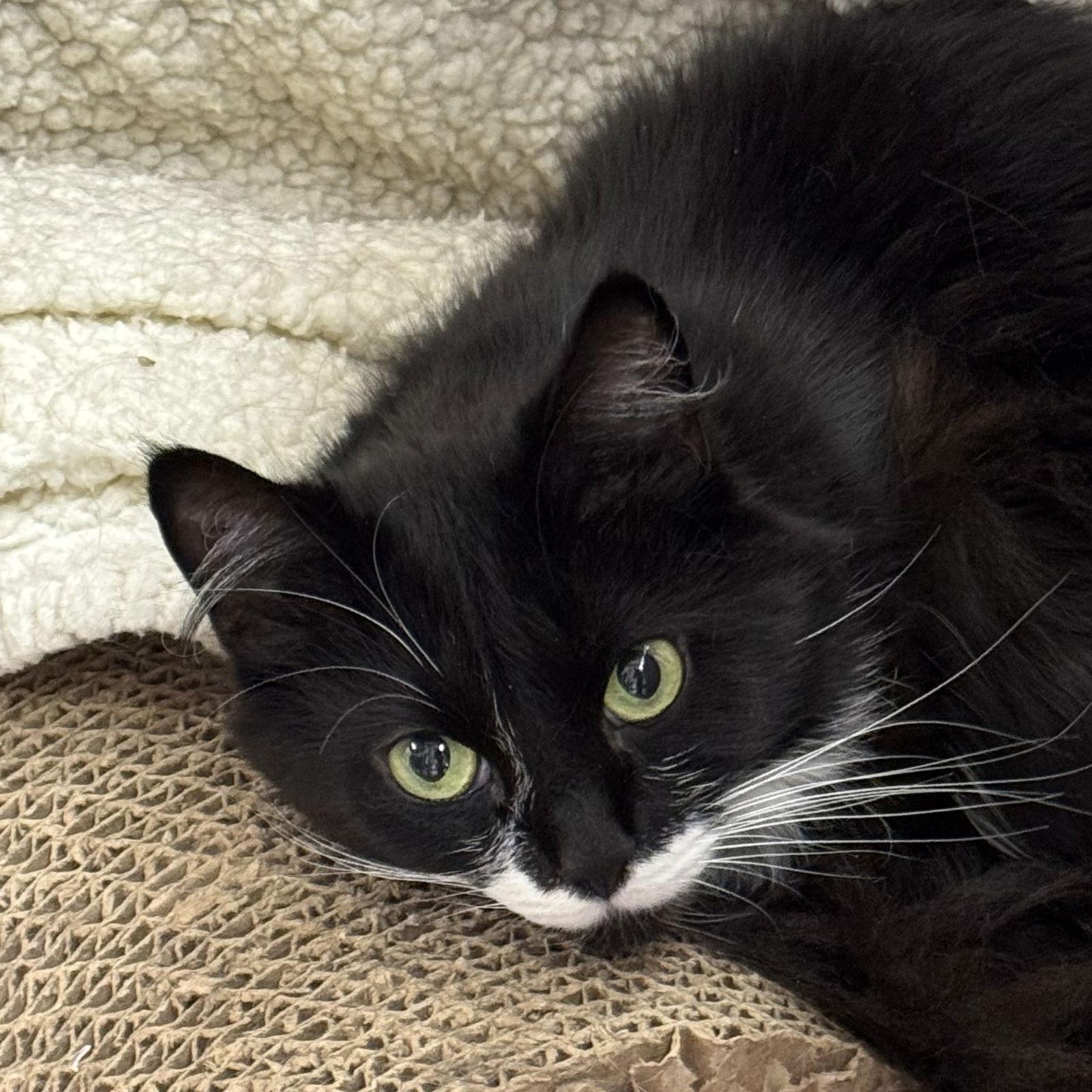 Luna, a Adoptable mixed breed in Winchendon, MA image 3/3