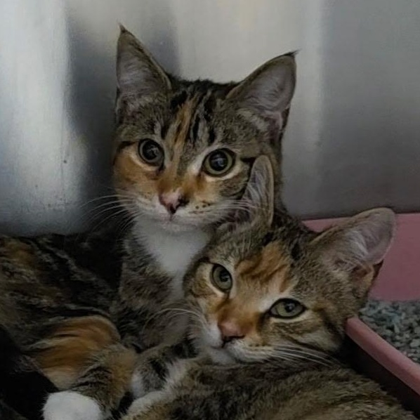 Marcia, an adopted Torbie in Reisterstown, MD image 2/3