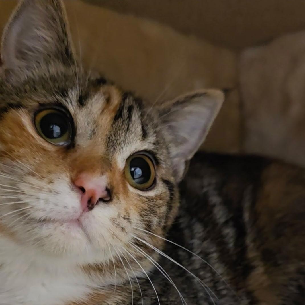 Marcia, an adopted Torbie in Reisterstown, MD image 1/3