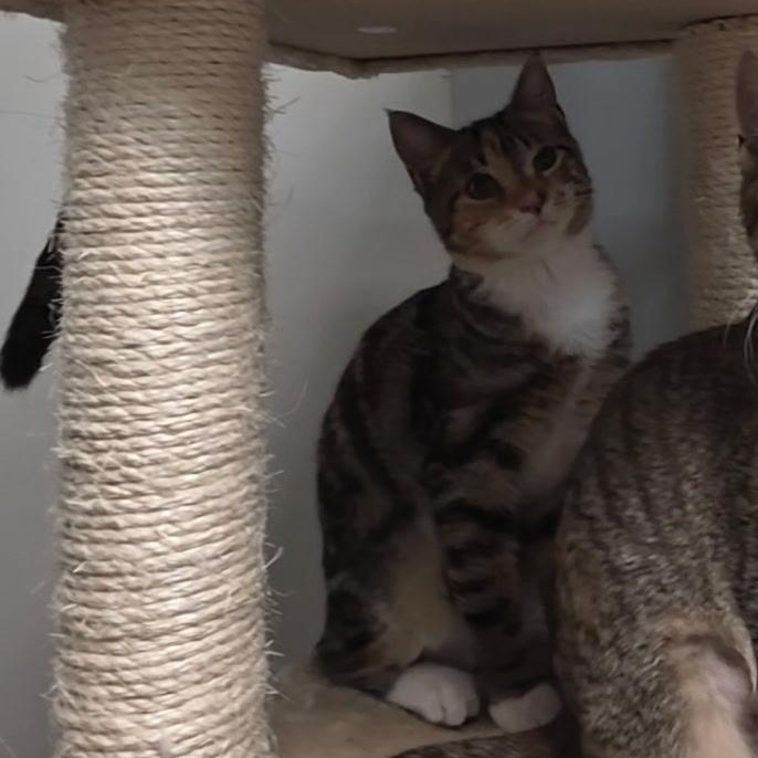 Marcia, an adopted Torbie in Reisterstown, MD image 3/3