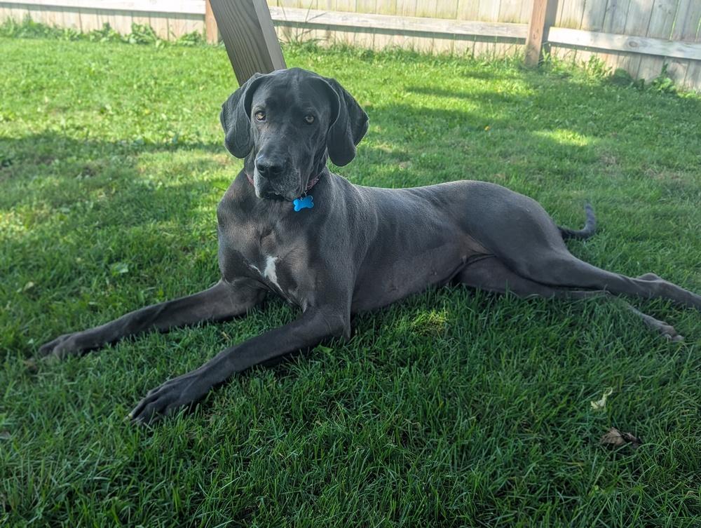 Enlarge Susie, a Adoptable Great Dane in Columbus, OH image 1/6