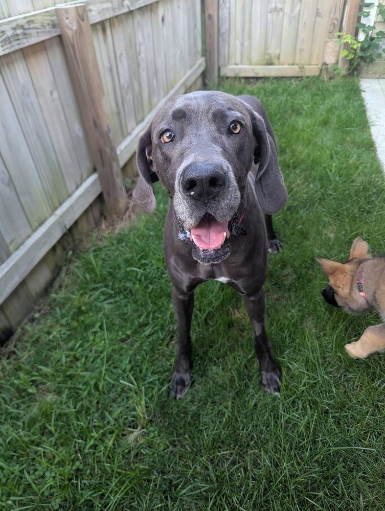 Enlarge Susie, a Adoptable Great Dane in Columbus, OH image 2/6