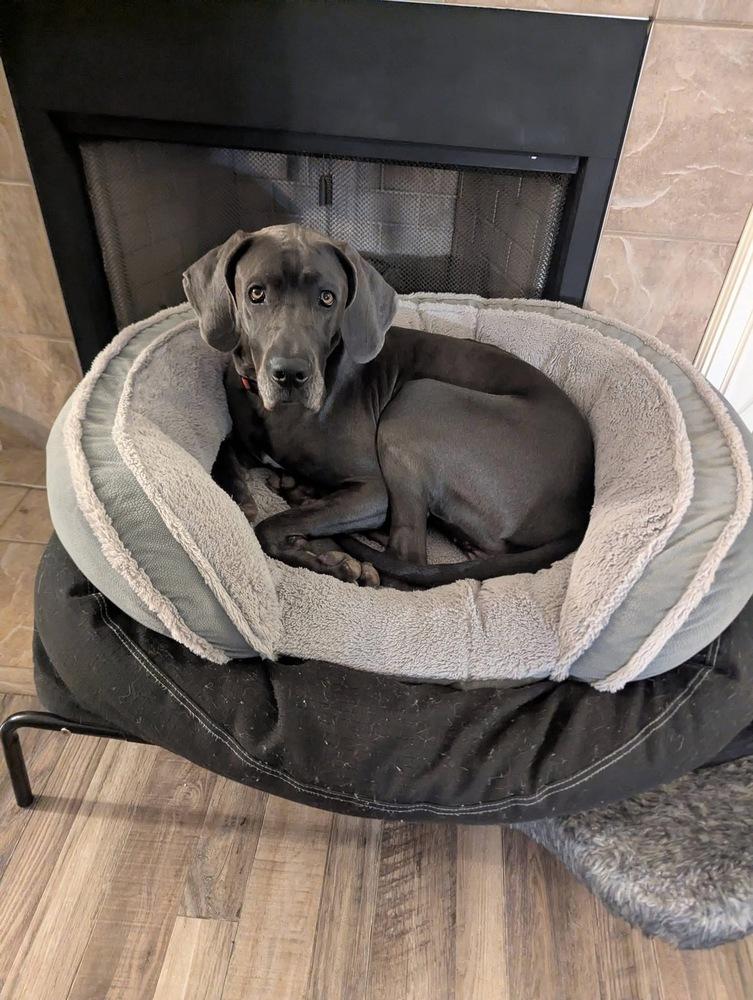 Enlarge Susie, a Adoptable Great Dane in Columbus, OH image 3/6