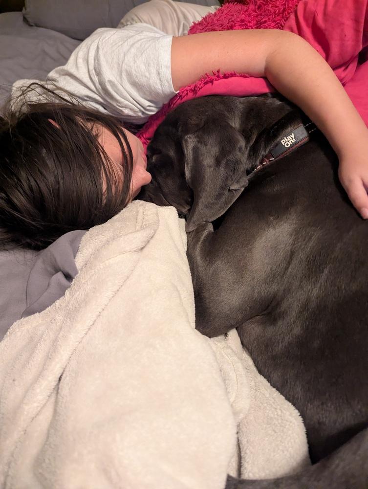 Enlarge Susie, a Adoptable Great Dane in Columbus, OH image 4/6