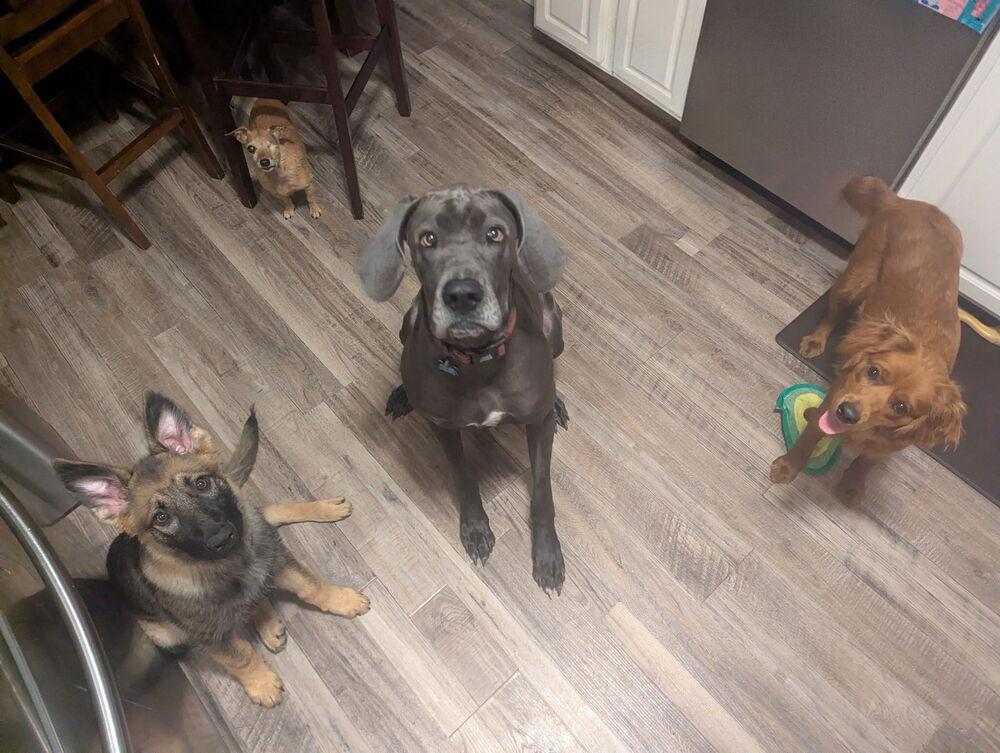 Enlarge Susie, a Adoptable Great Dane in Columbus, OH image 5/6
