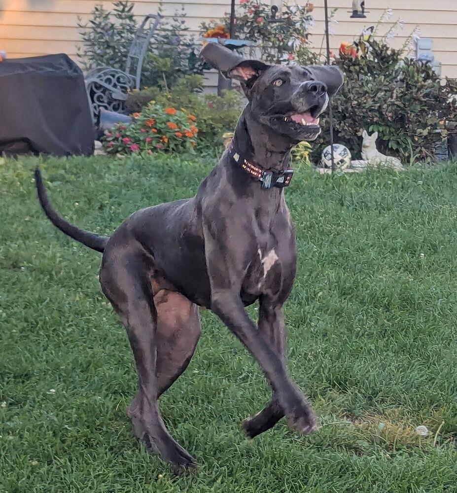 Enlarge Susie, a Adoptable Great Dane in Columbus, OH image 6/6