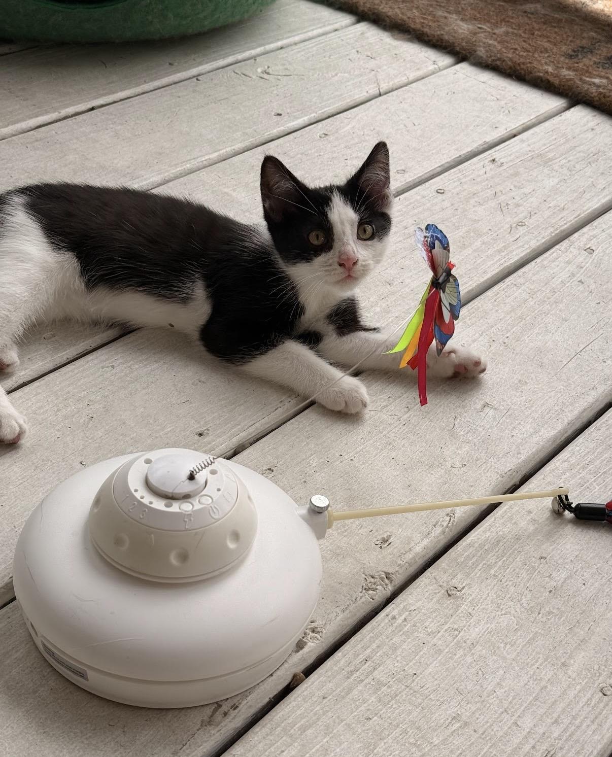 Indy, a Adoptable Domestic Short Hair in Hartville, OH image 2/3