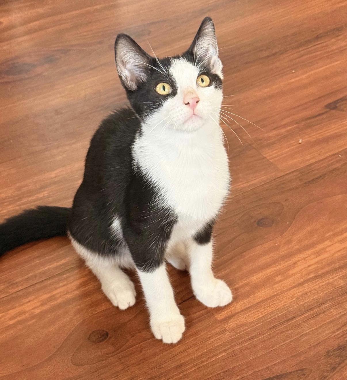 Indy, a Adoptable Domestic Short Hair in Hartville, OH image 1/3