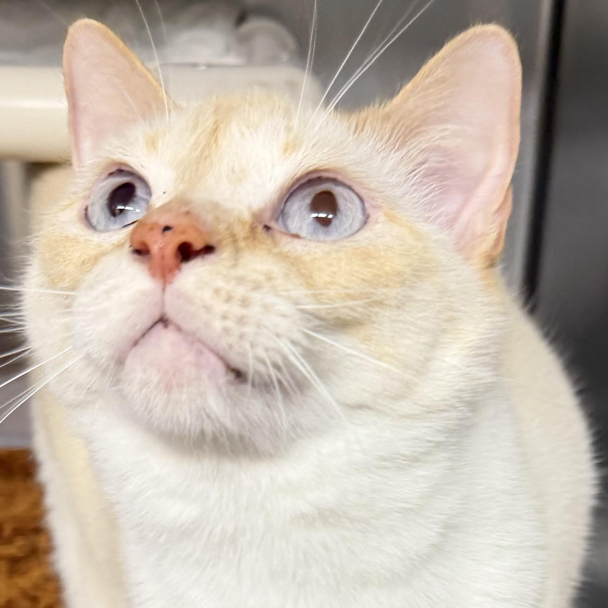Enlarge Yin (female) and Yang (male), an adopted Siamese in Fernandina Beach, FL image 3/5