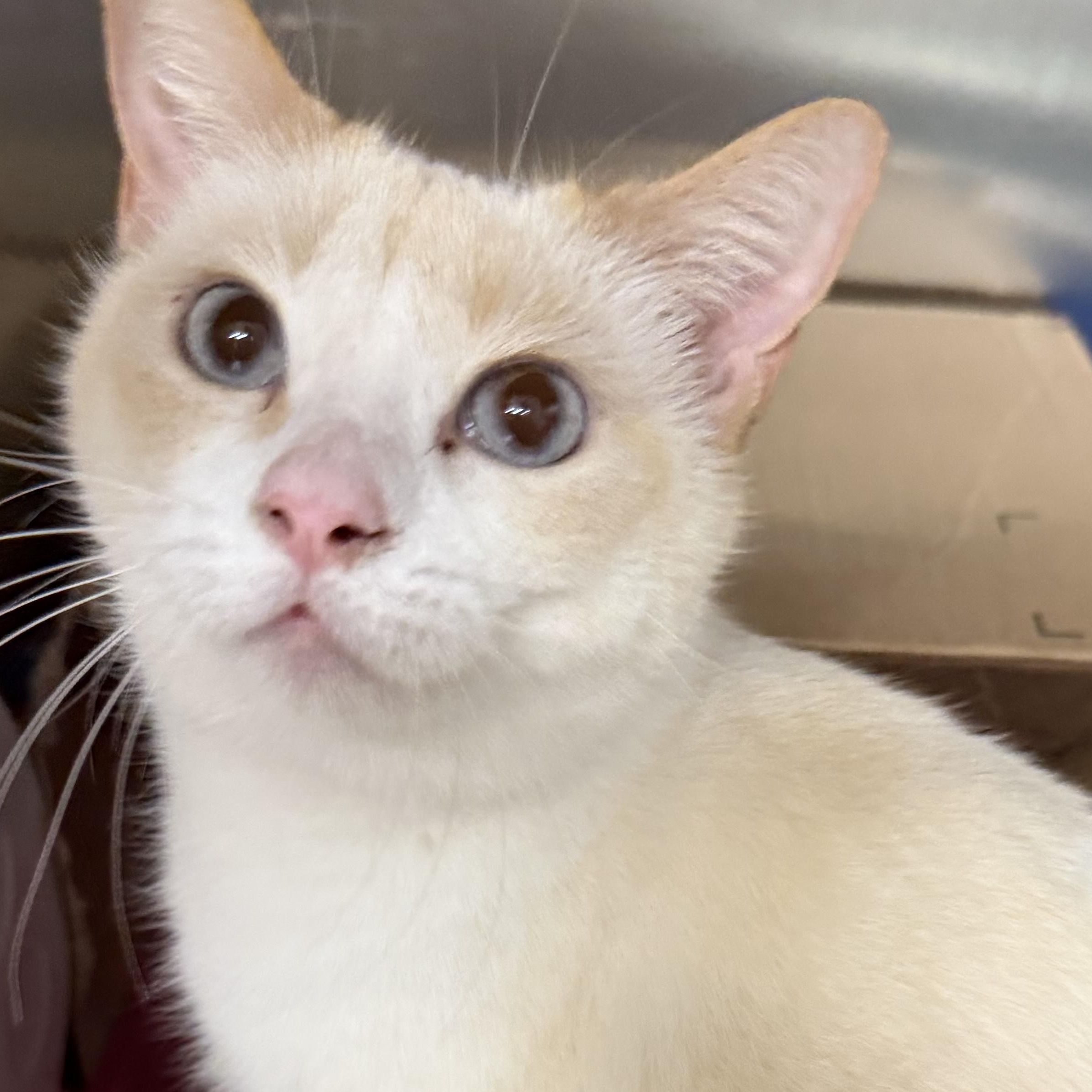 Enlarge Yin (female) and Yang (male), an adopted Siamese in Fernandina Beach, FL image 4/5
