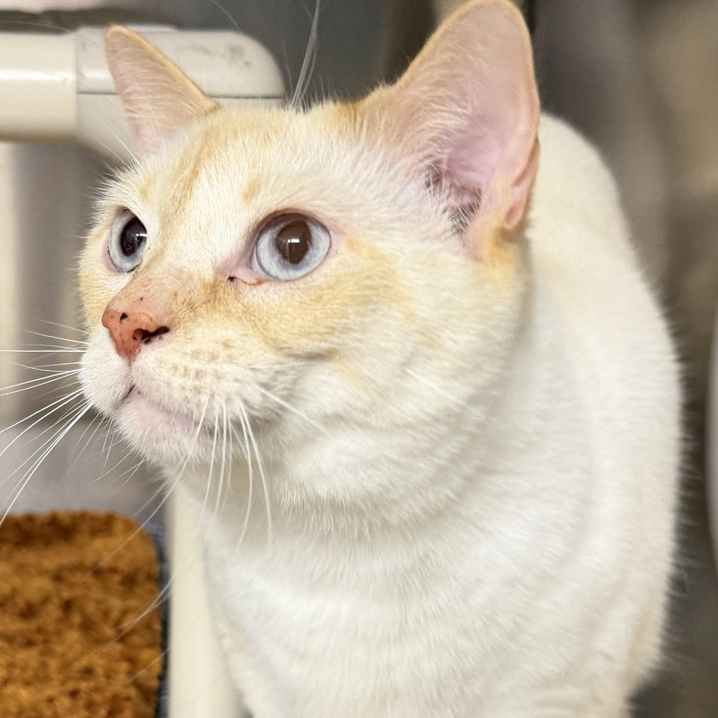 Enlarge Yin (female) and Yang (male), an adopted Siamese in Fernandina Beach, FL image 2/5