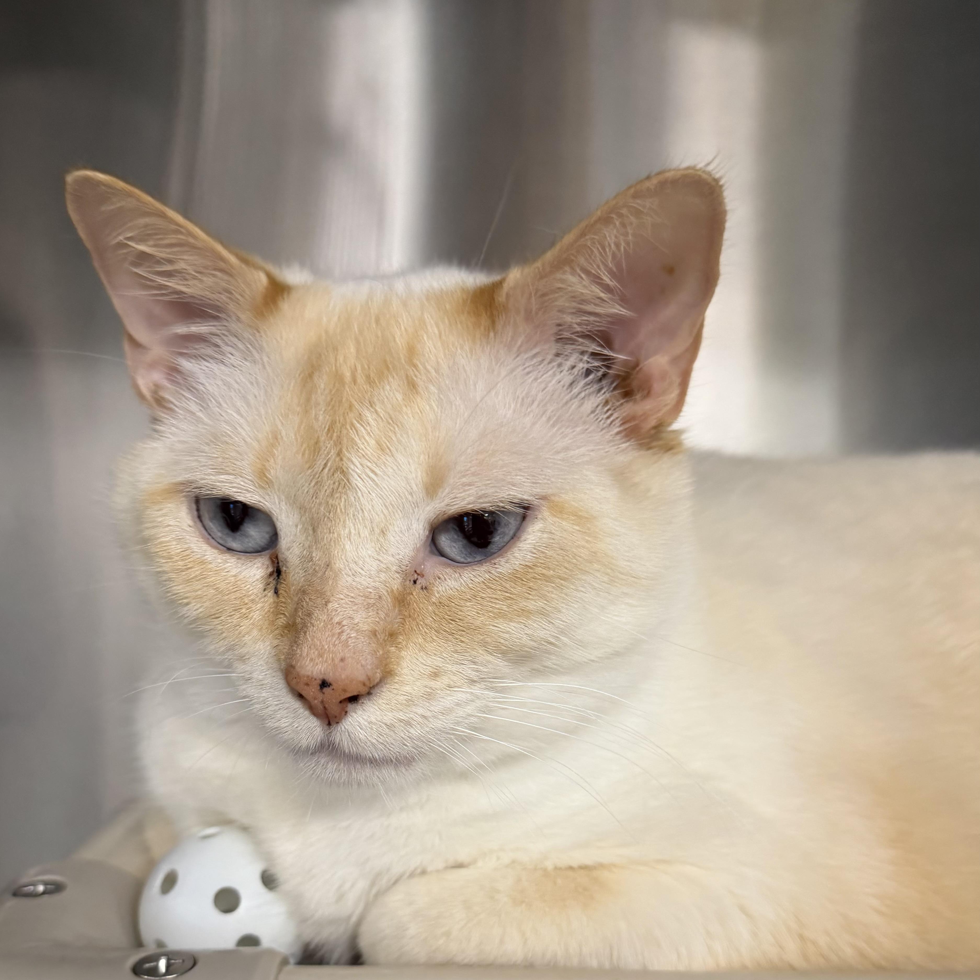 Enlarge Yin (female) and Yang (male), an adopted Siamese in Fernandina Beach, FL image 5/5
