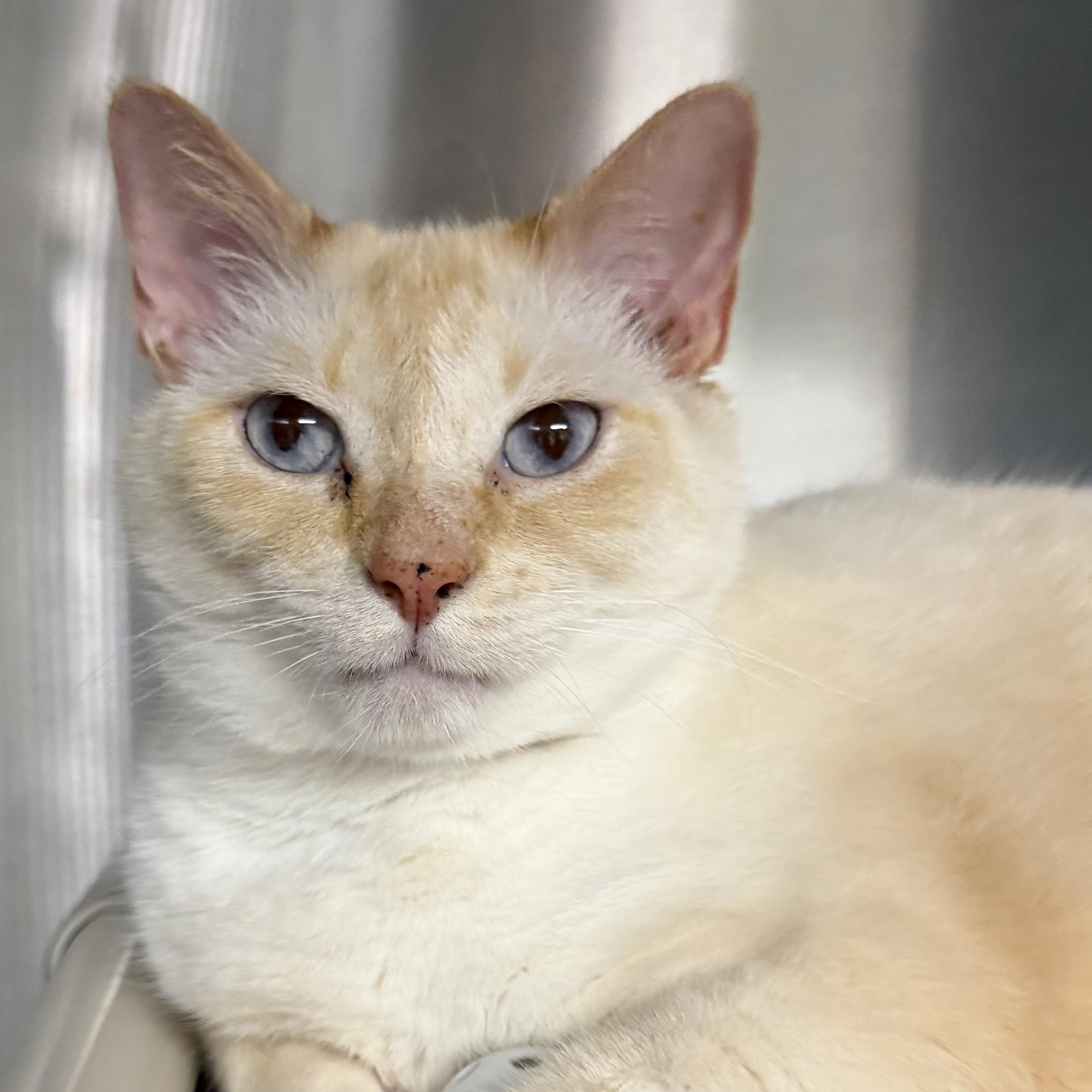 Yin (female) and Yang (male), adopted, Adult Male Siamese.