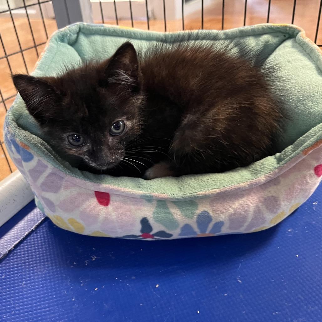 Enlarge Pinto, a Adoptable Domestic Medium Hair in Clarksville, AR image 2/5