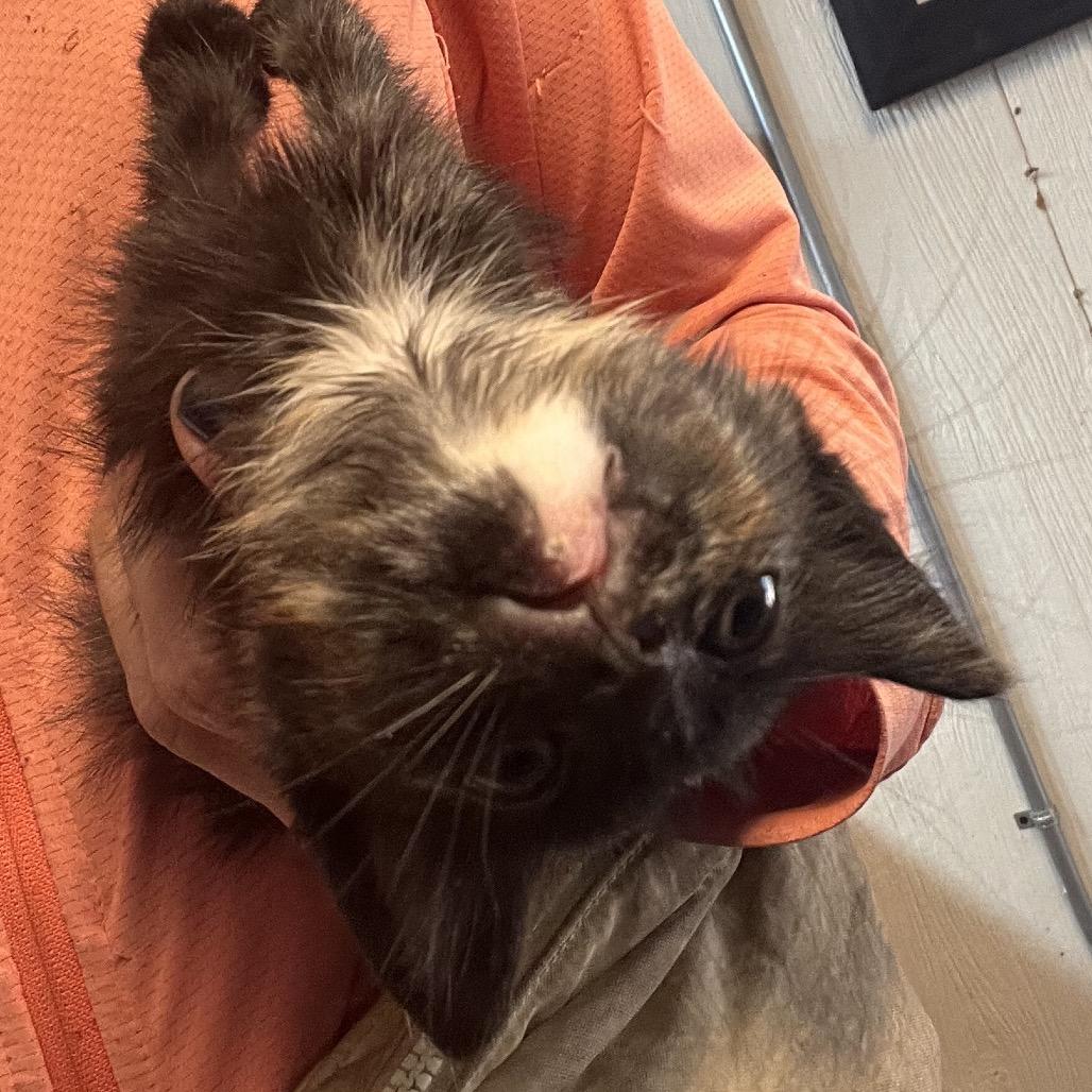 Enlarge Pinto, a Adoptable Domestic Medium Hair in Clarksville, AR image 3/5